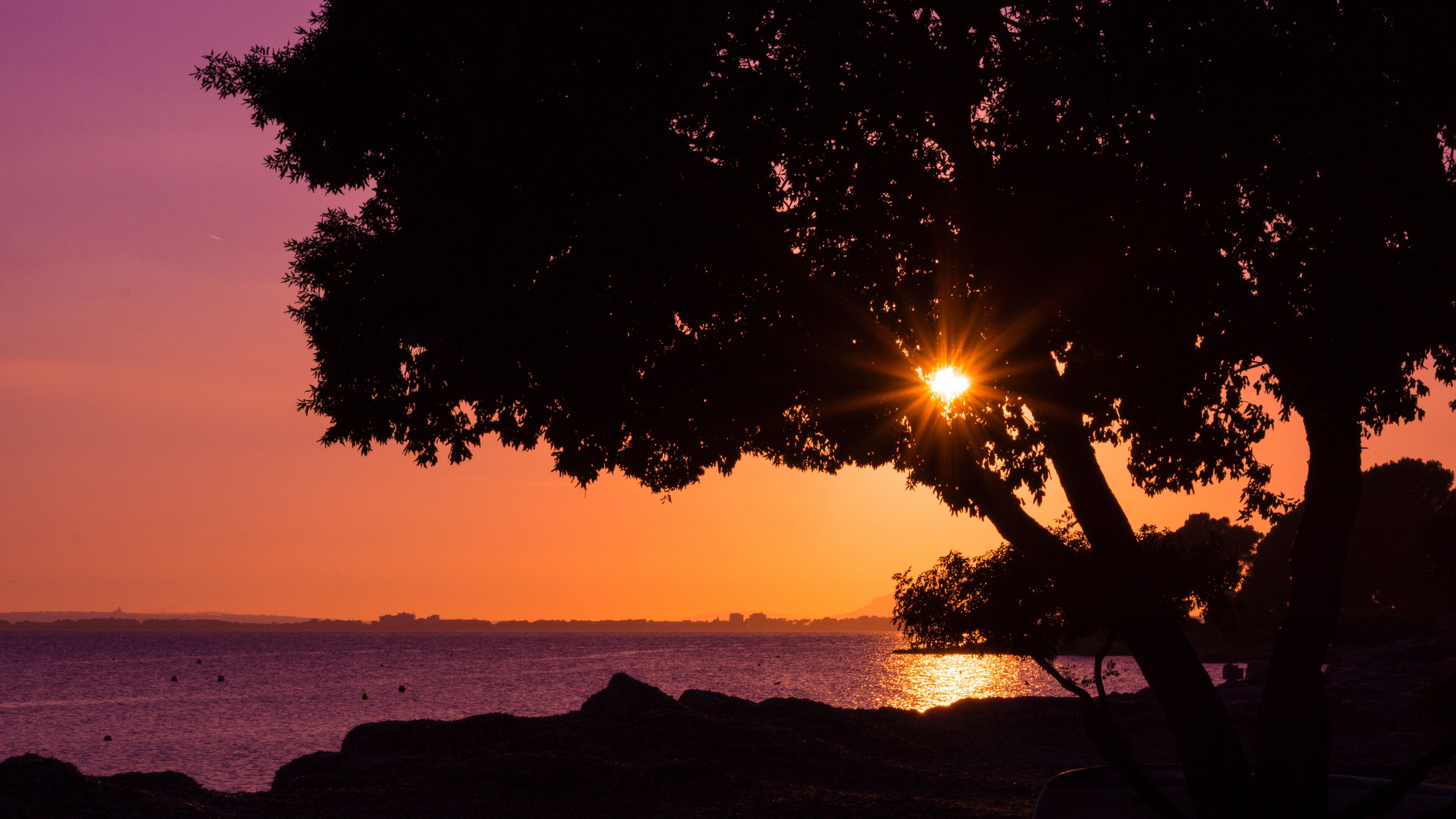 tree, sunset, beach, 4k, HD Wallpaper