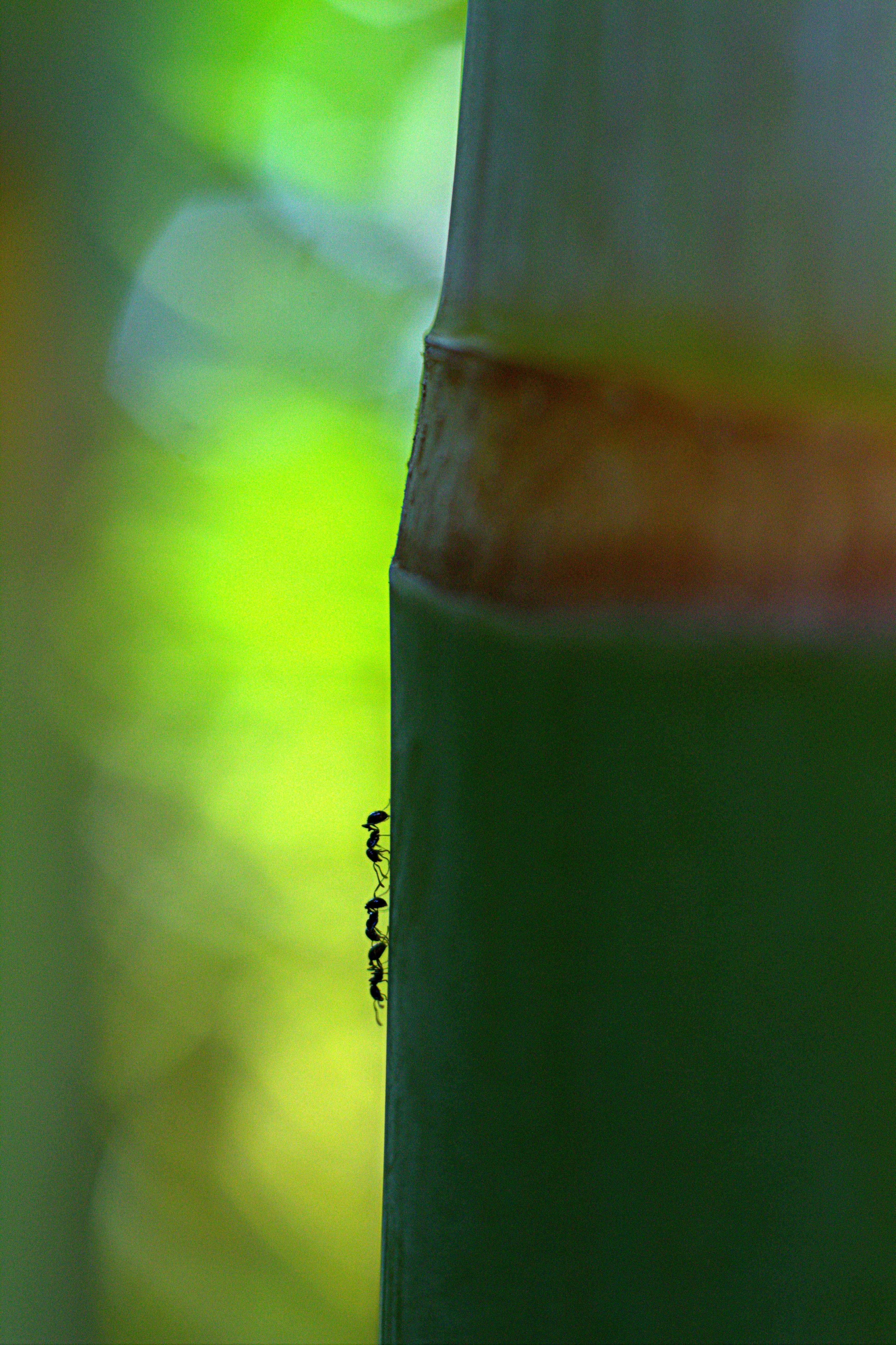 macro bamboo jungle and tropical hd, 4k, Phone HD Wallpaper
