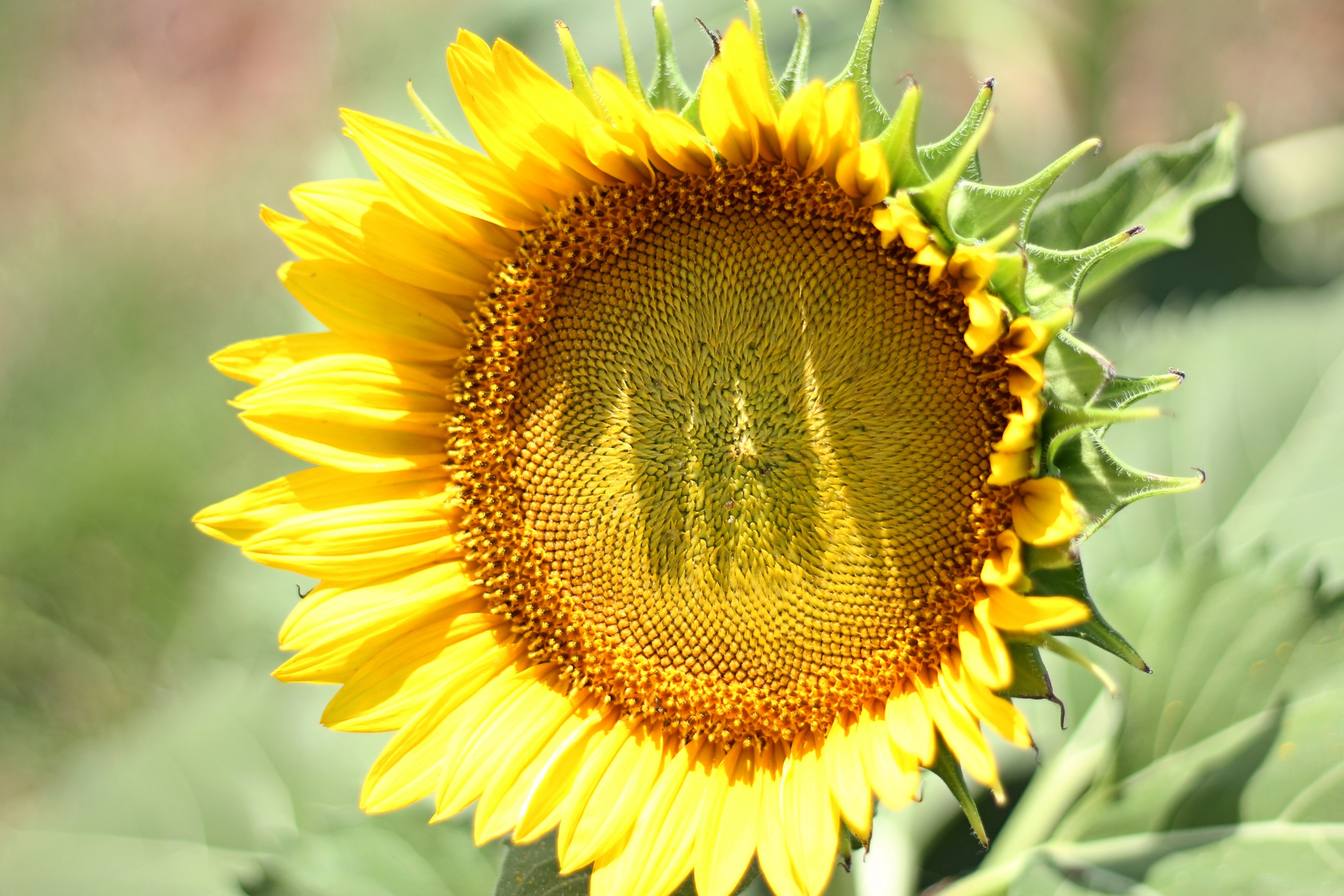 close up of a large sunflower head with conspicuous seeds, seeding sunflower 4k, HD Wallpaper