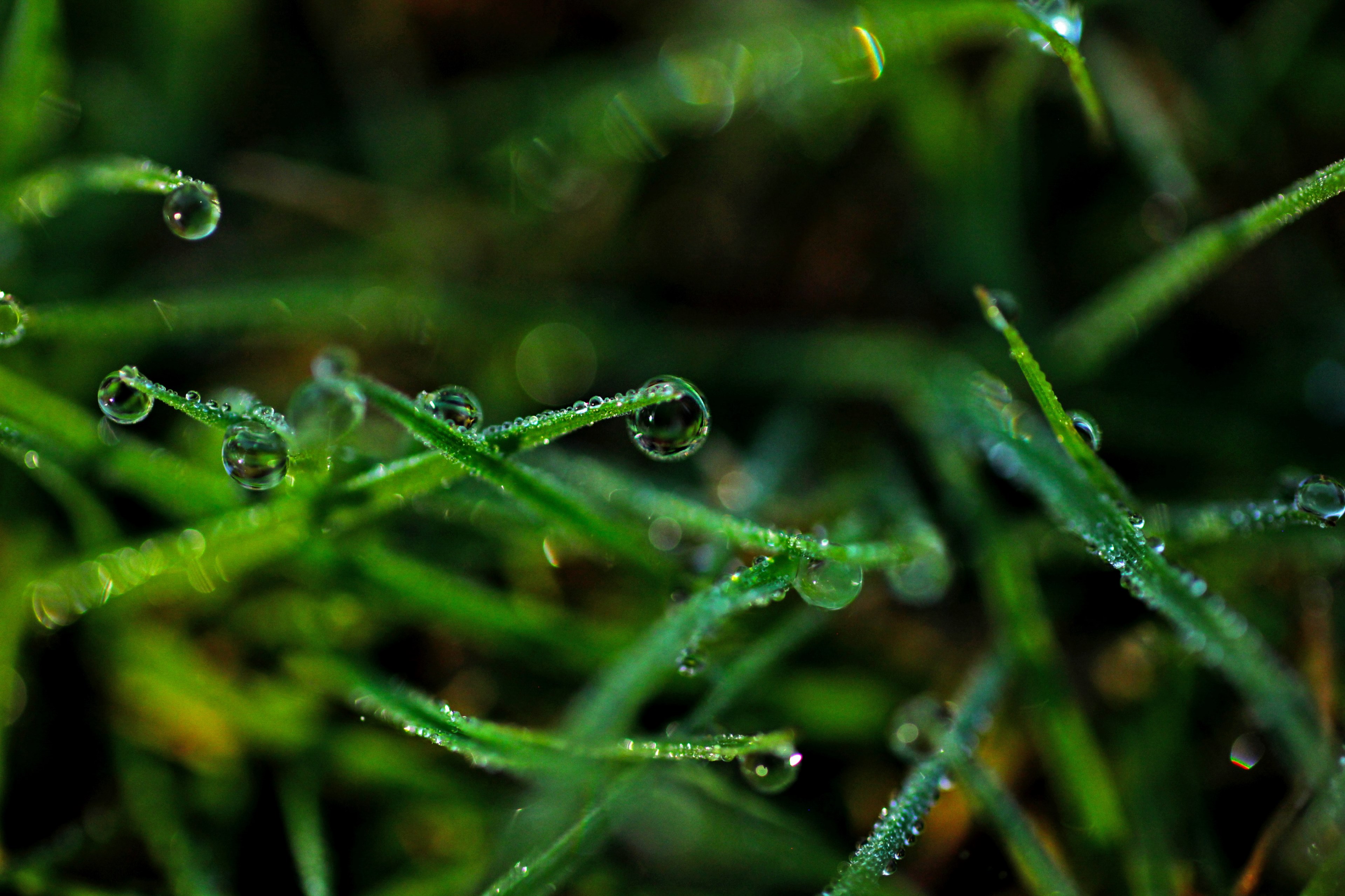 dew droplets form on blades of green grass, rainy grass 4k, HD Wallpaper