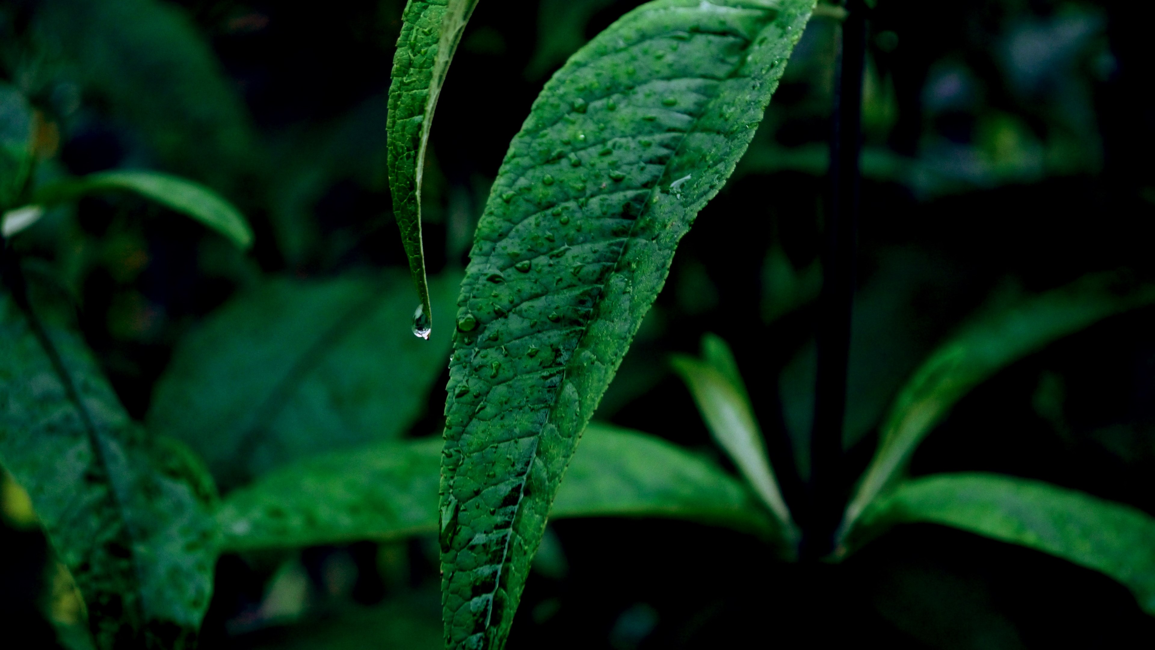 leaf plant leafe and green 4k, HD Wallpaper
