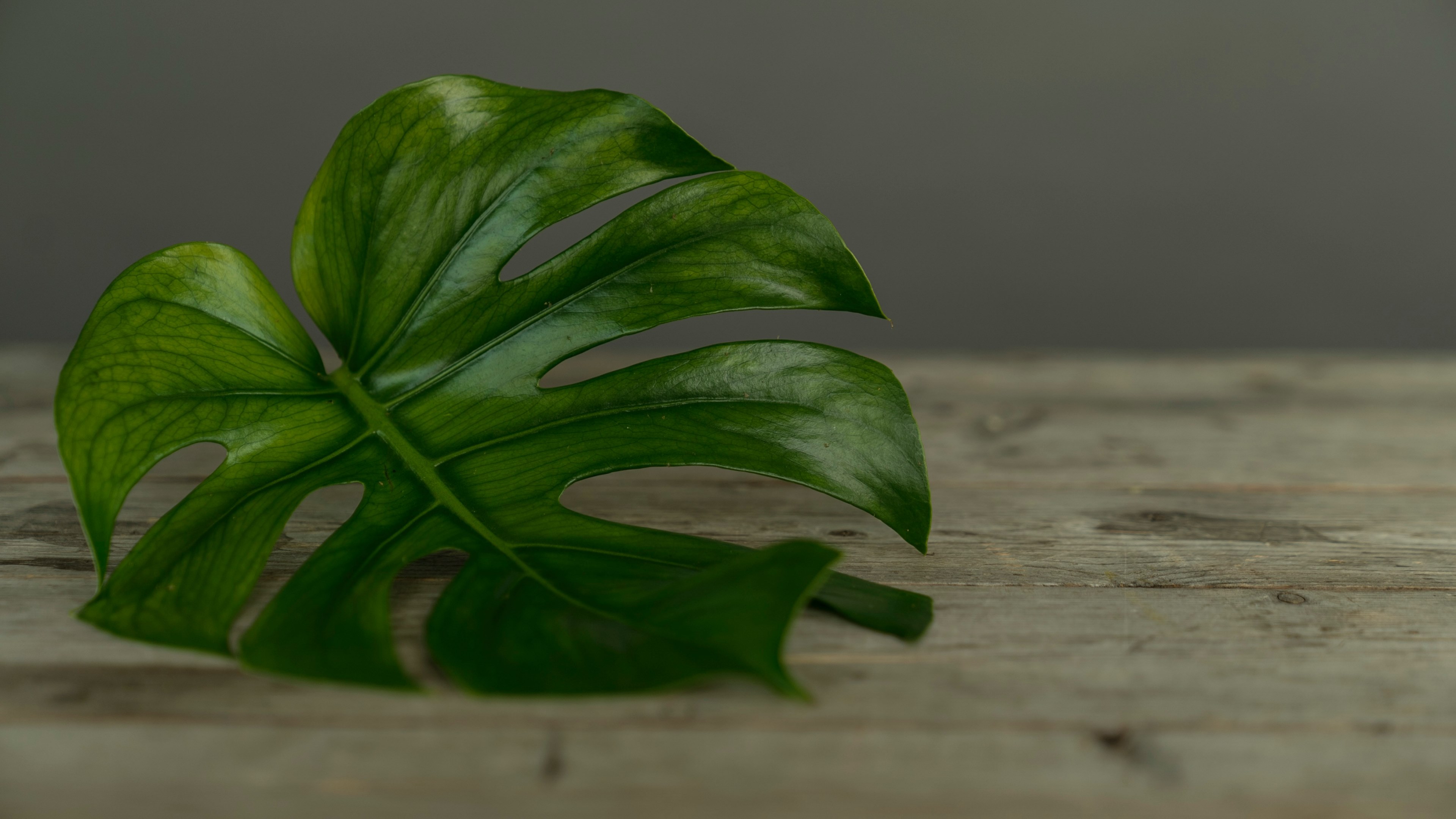 single green leaf on a wooden table, studio shoot with flowers 4k, HD Wallpaper