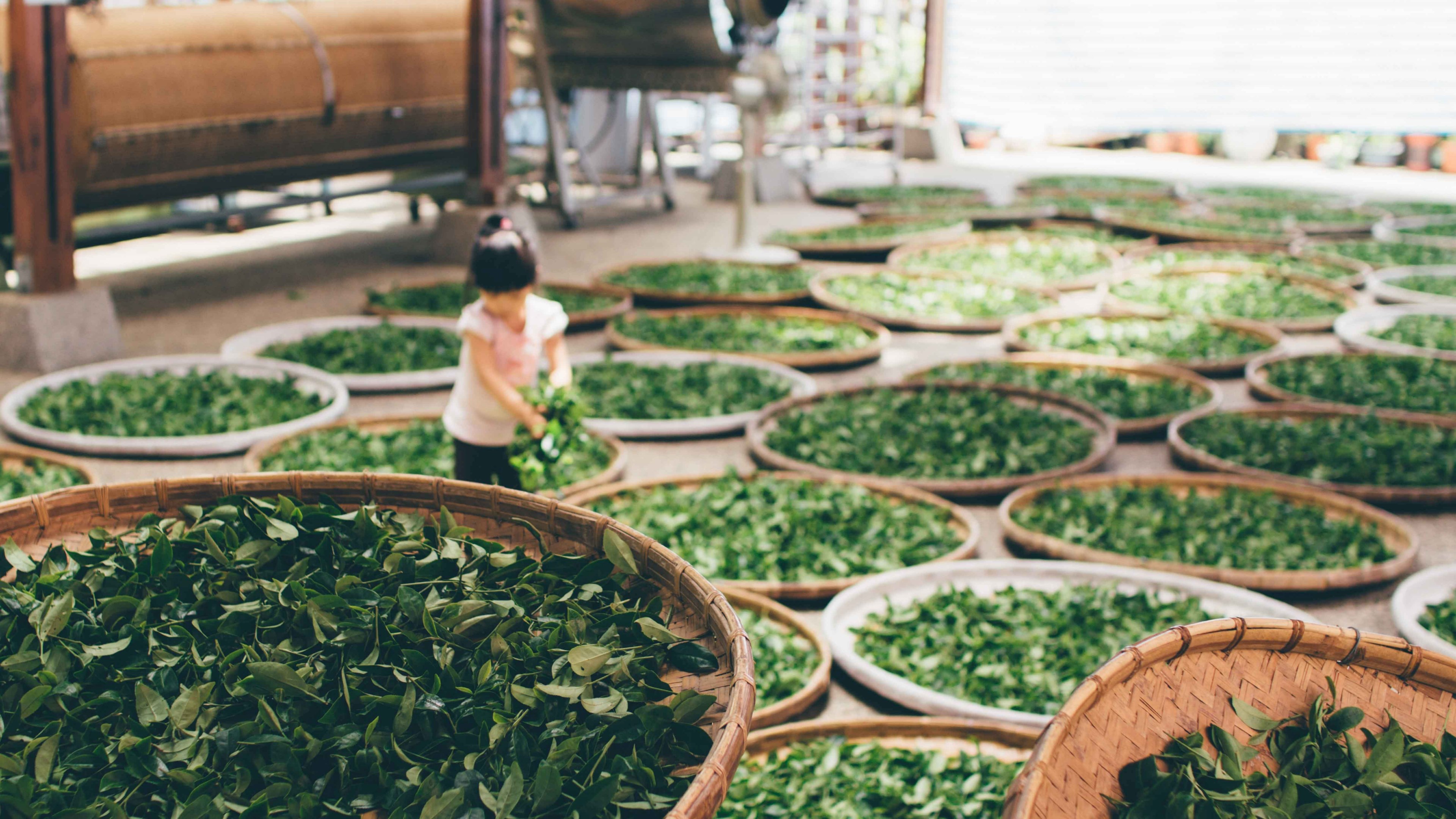 a girl gathers leaves from a basket in a room filled with baskets of leaves, _a girl gathering leaves 4k, HD Wallpaper