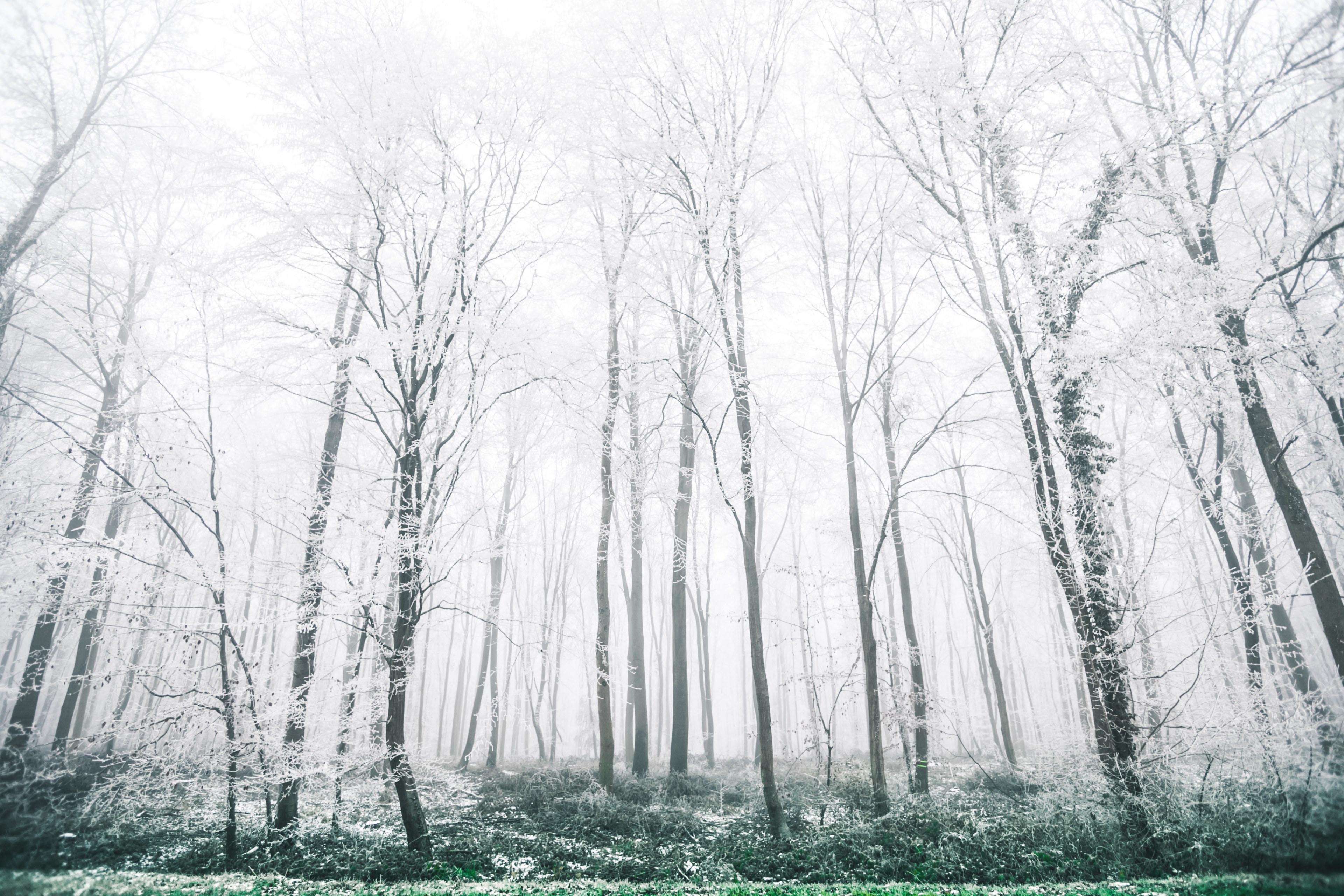 a patch of thin trees with their branches covered in frost, frozen trees 4k, HD Wallpaper