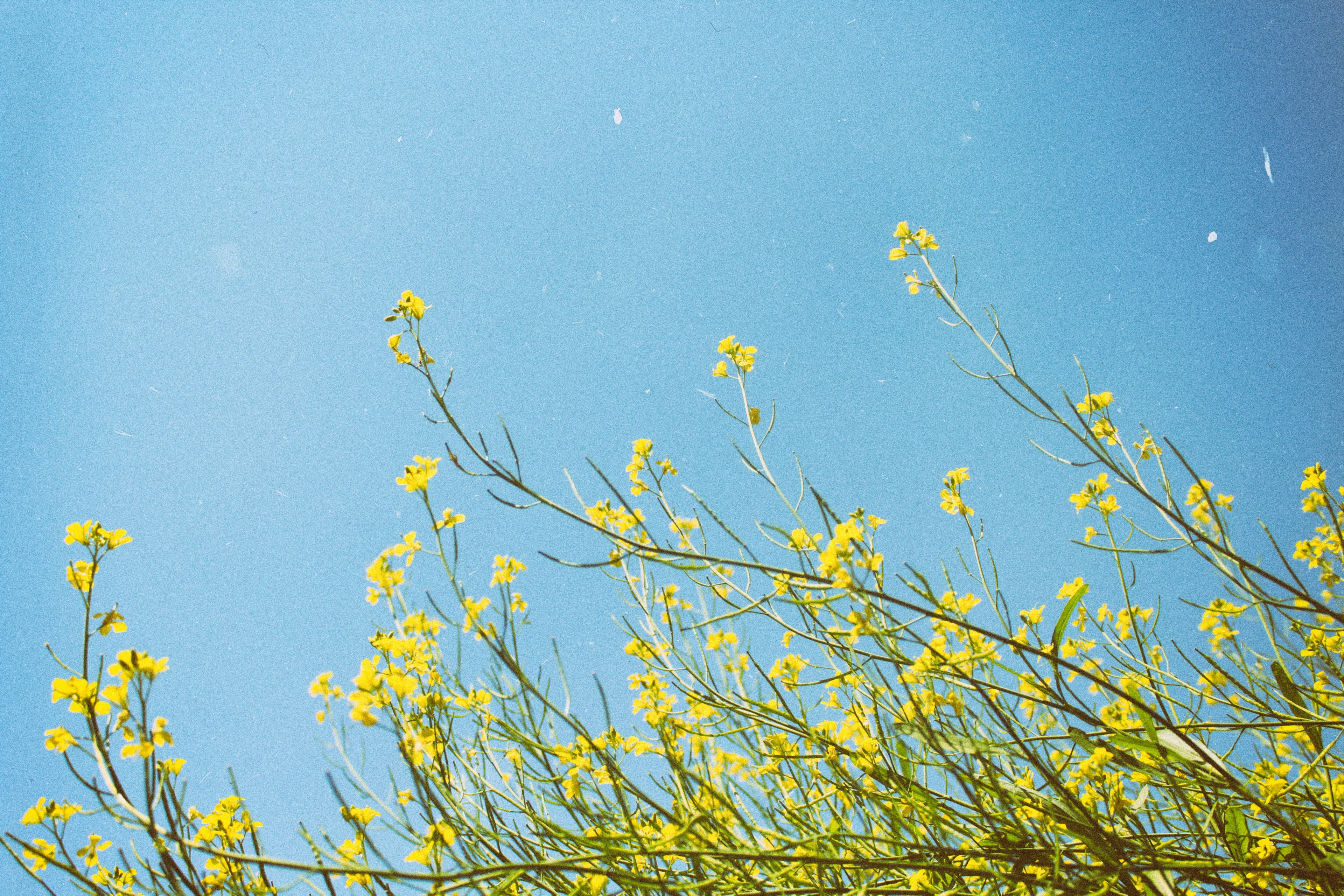 yellow rapeseed and oilseed from below with clear blue sky in spring pleiku, rapeseed pleiku 4k, HD Wallpaper