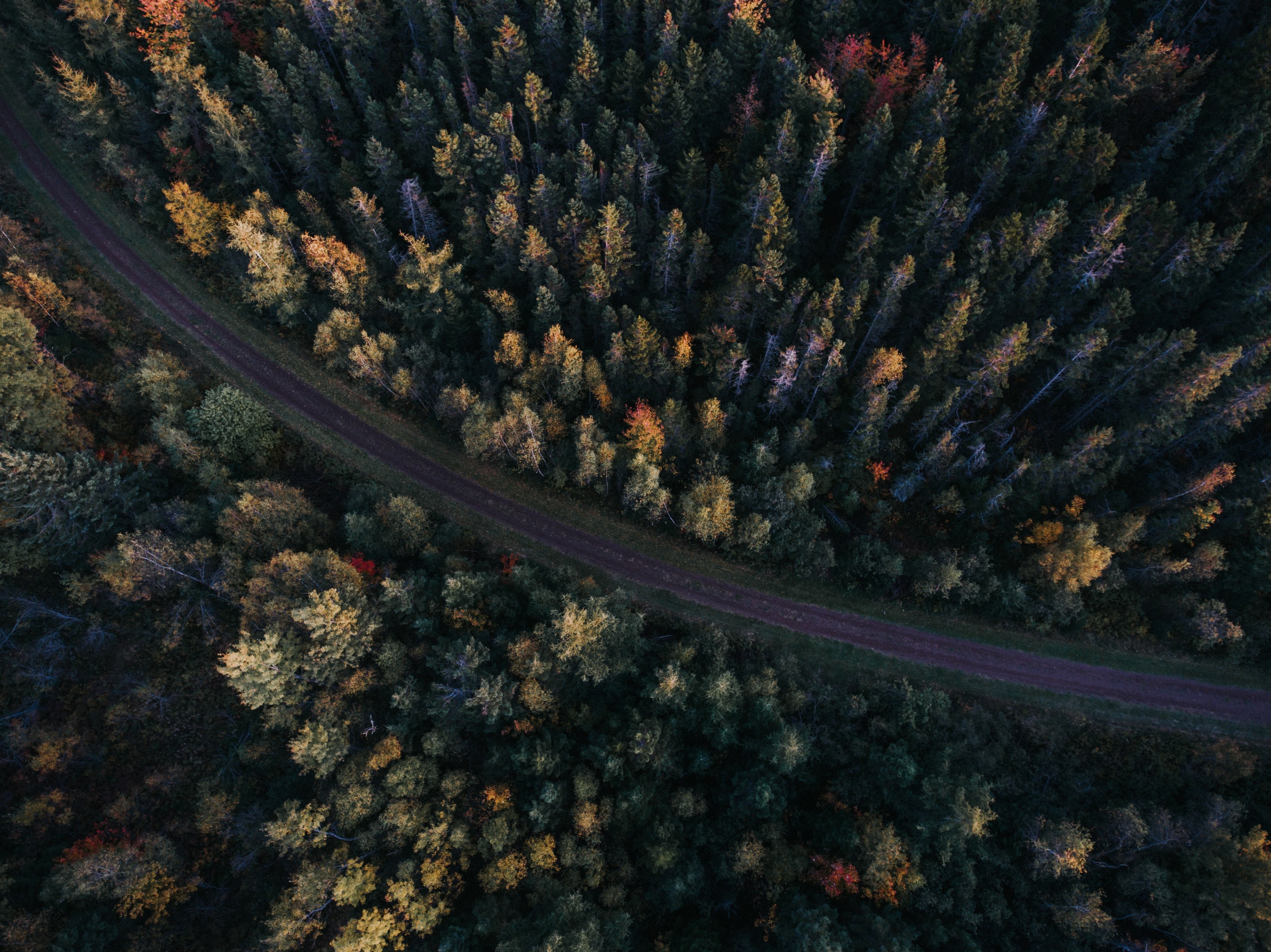 a drone shot of a colorful forest at the sides of a narrow road, roadside forest in the autumn 4k, HD Wallpaper