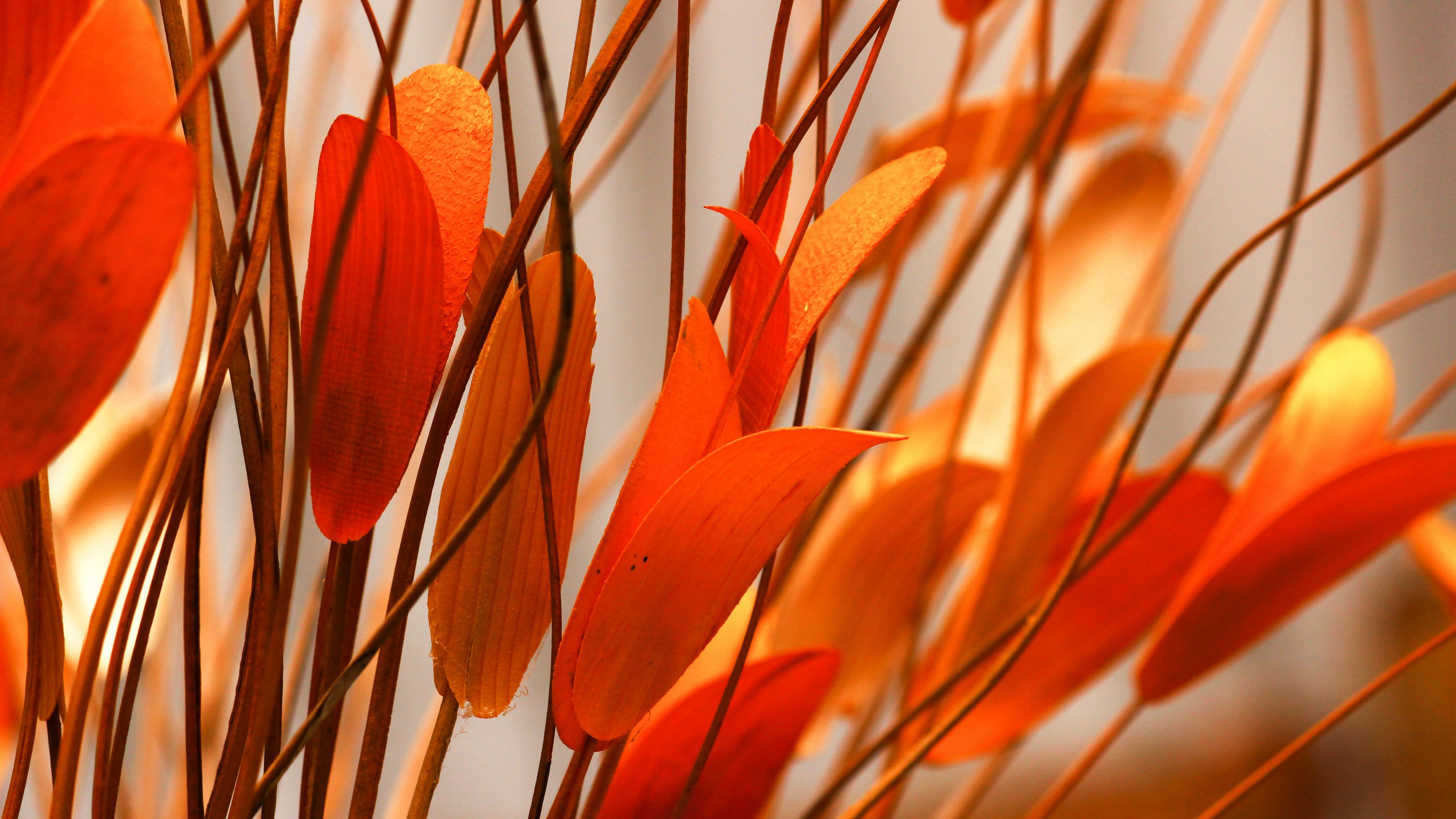 flower, plant, leaves, 4k, HD Wallpaper