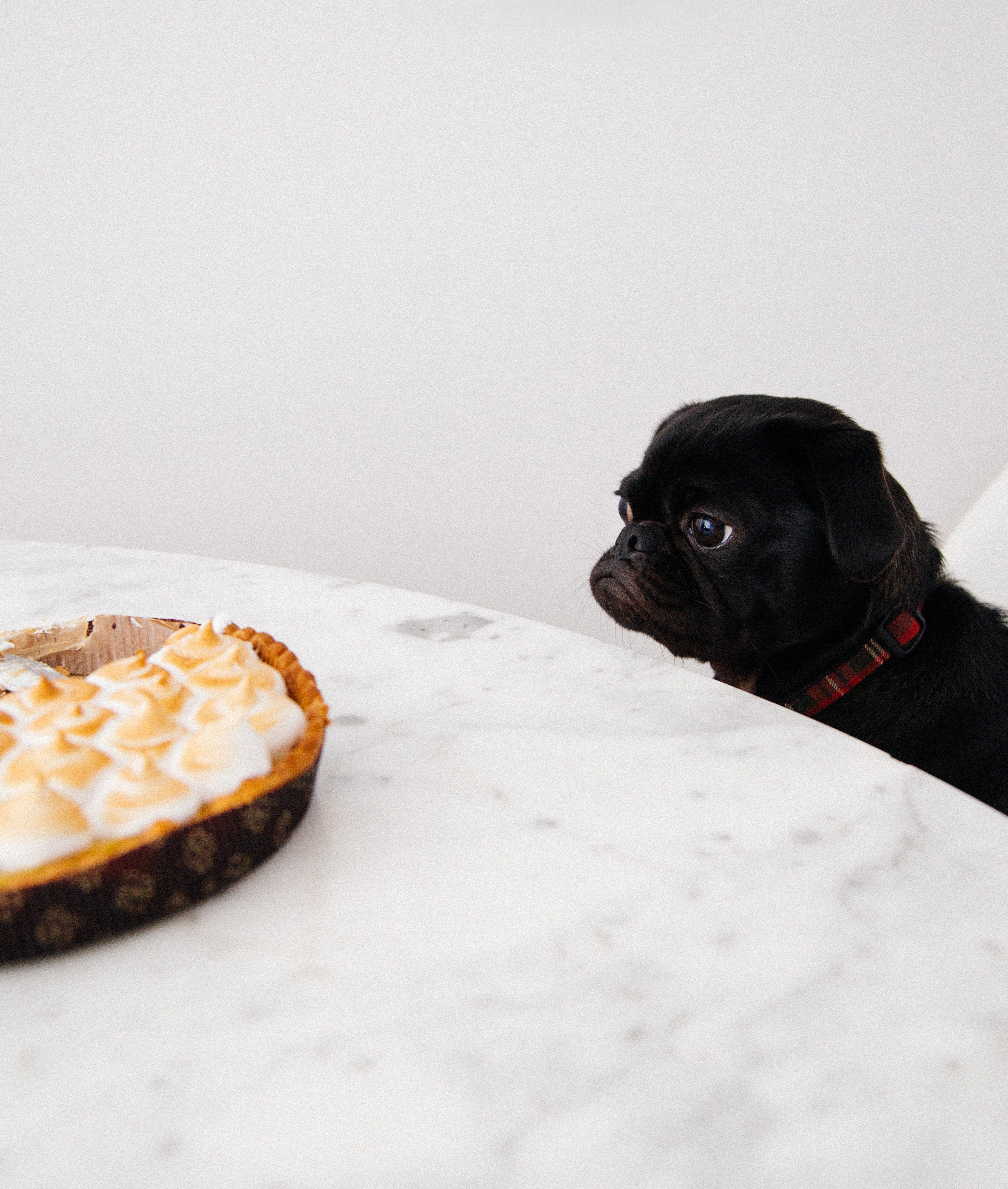 a black pug eyeing a lemon pie 4k, Phone HD Wallpaper