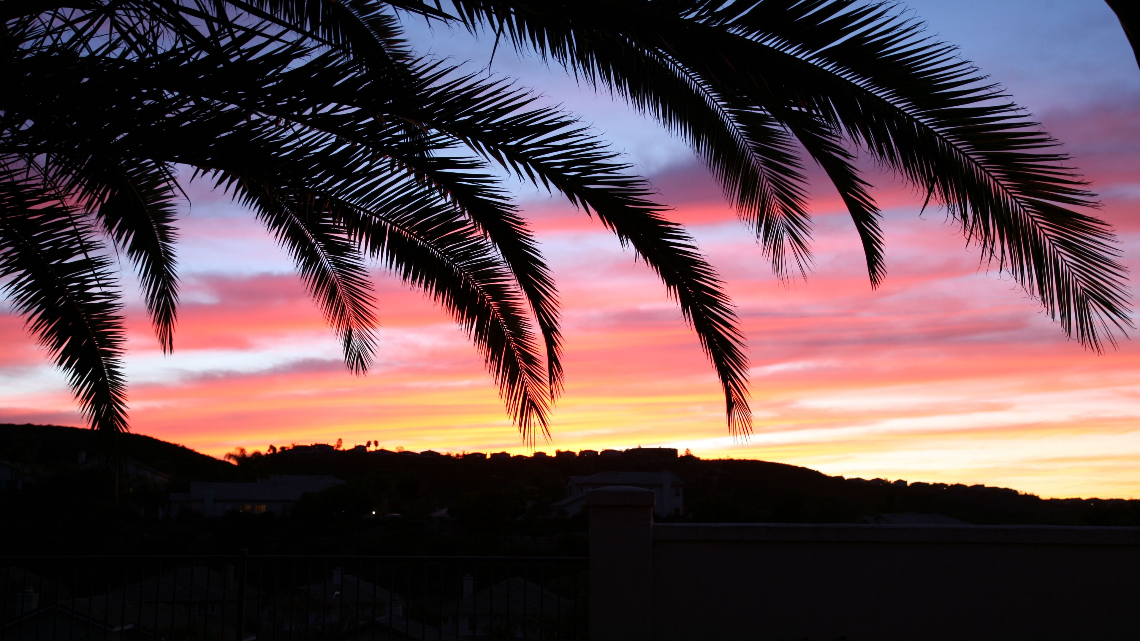 palm tree, sky, sunset, 4k, HD Wallpaper