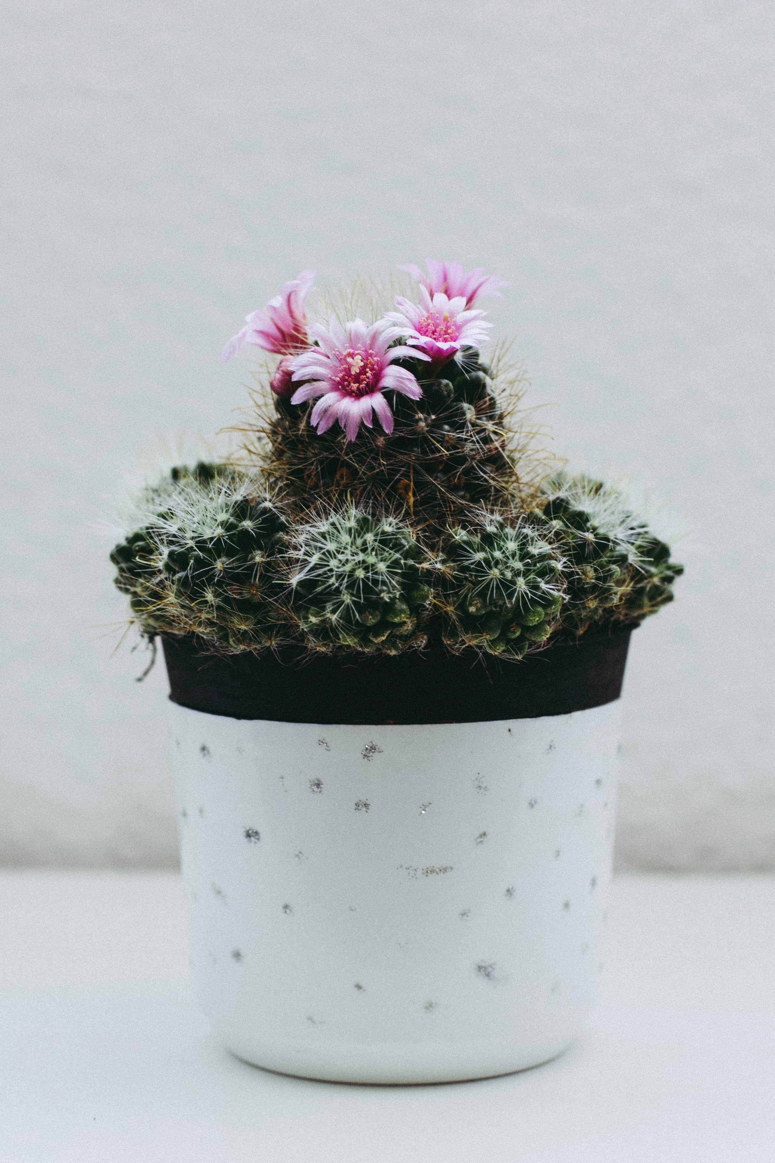 flowering succulent house plant in a white pot, cactus in a pot 4k, Phone HD Wallpaper