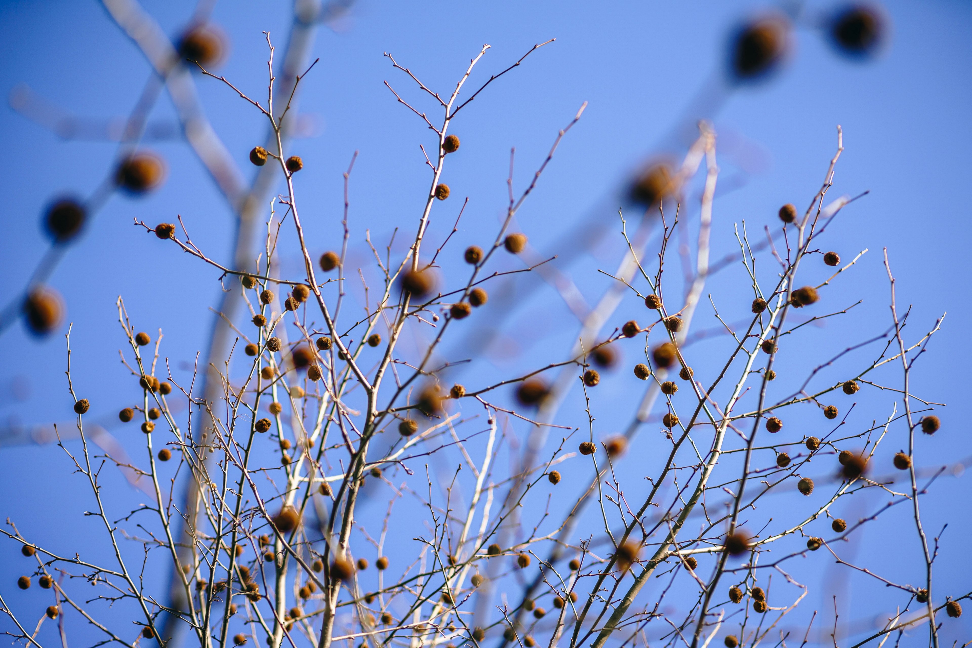 first spring sunshine 4k, HD Wallpaper