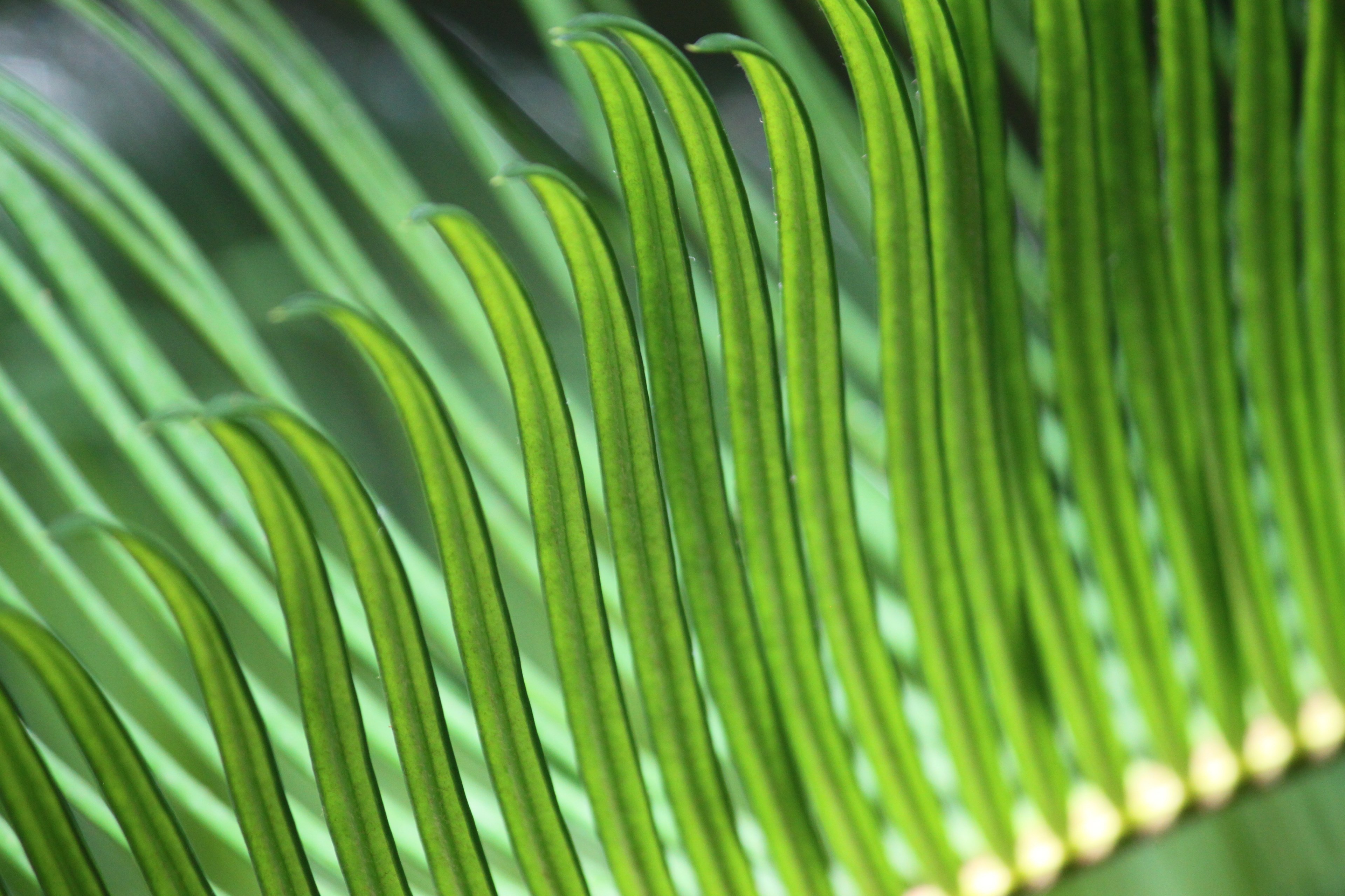 macro shot of long and thin green leaves at huntington beach, fronds 4k, HD Wallpaper