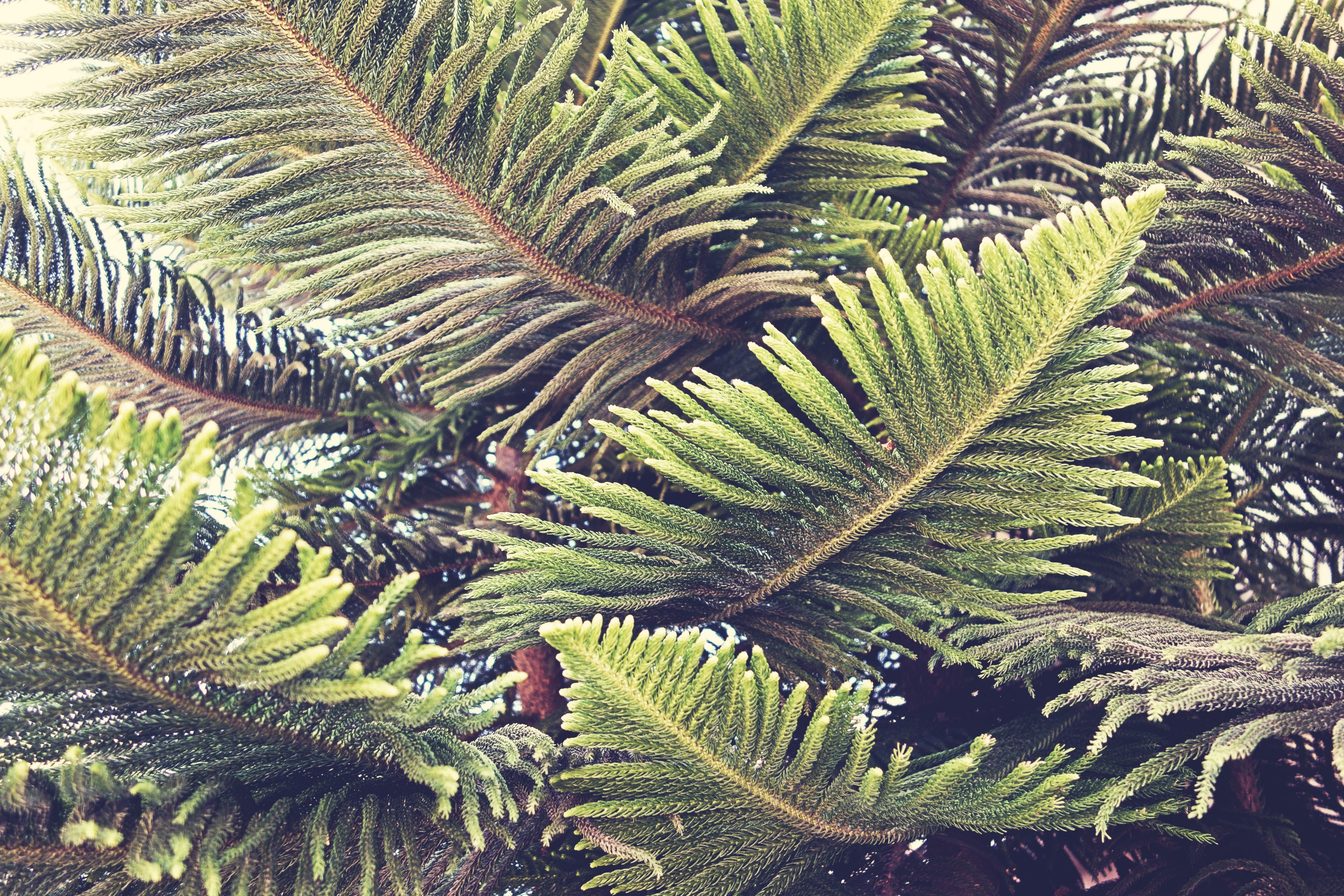 branch tree evergreen and leafe 4k, HD Wallpaper