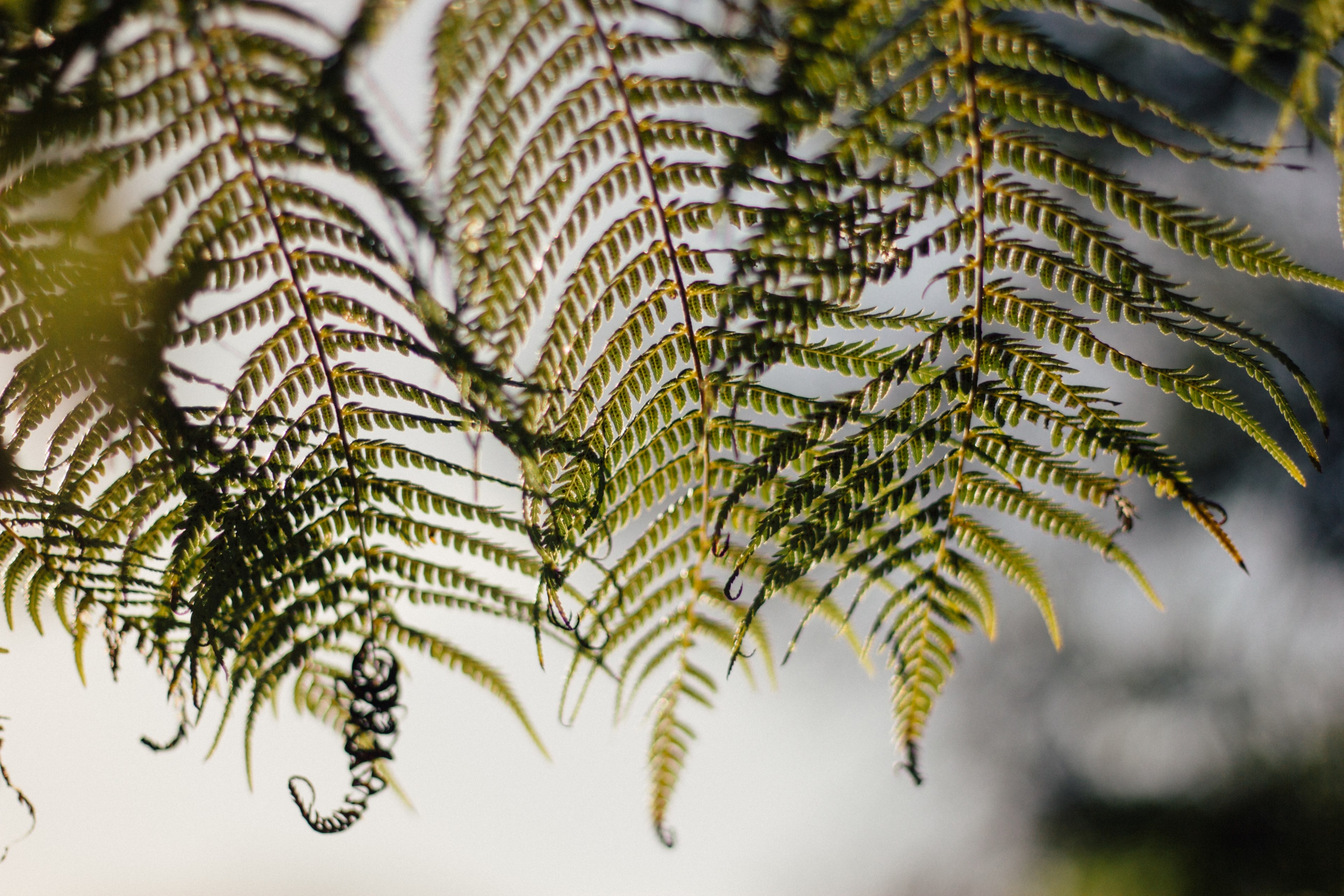 leaf foliage fern and plant 4k, HD Wallpaper