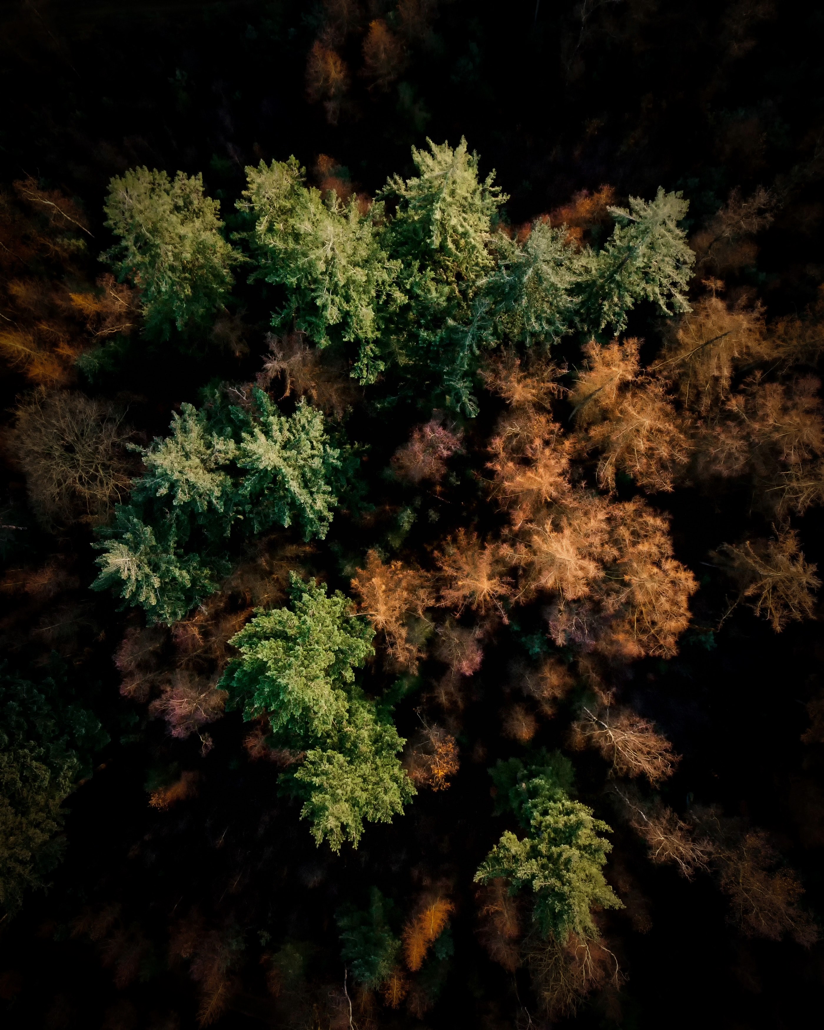 treetops 4k, Phone HD Wallpaper
