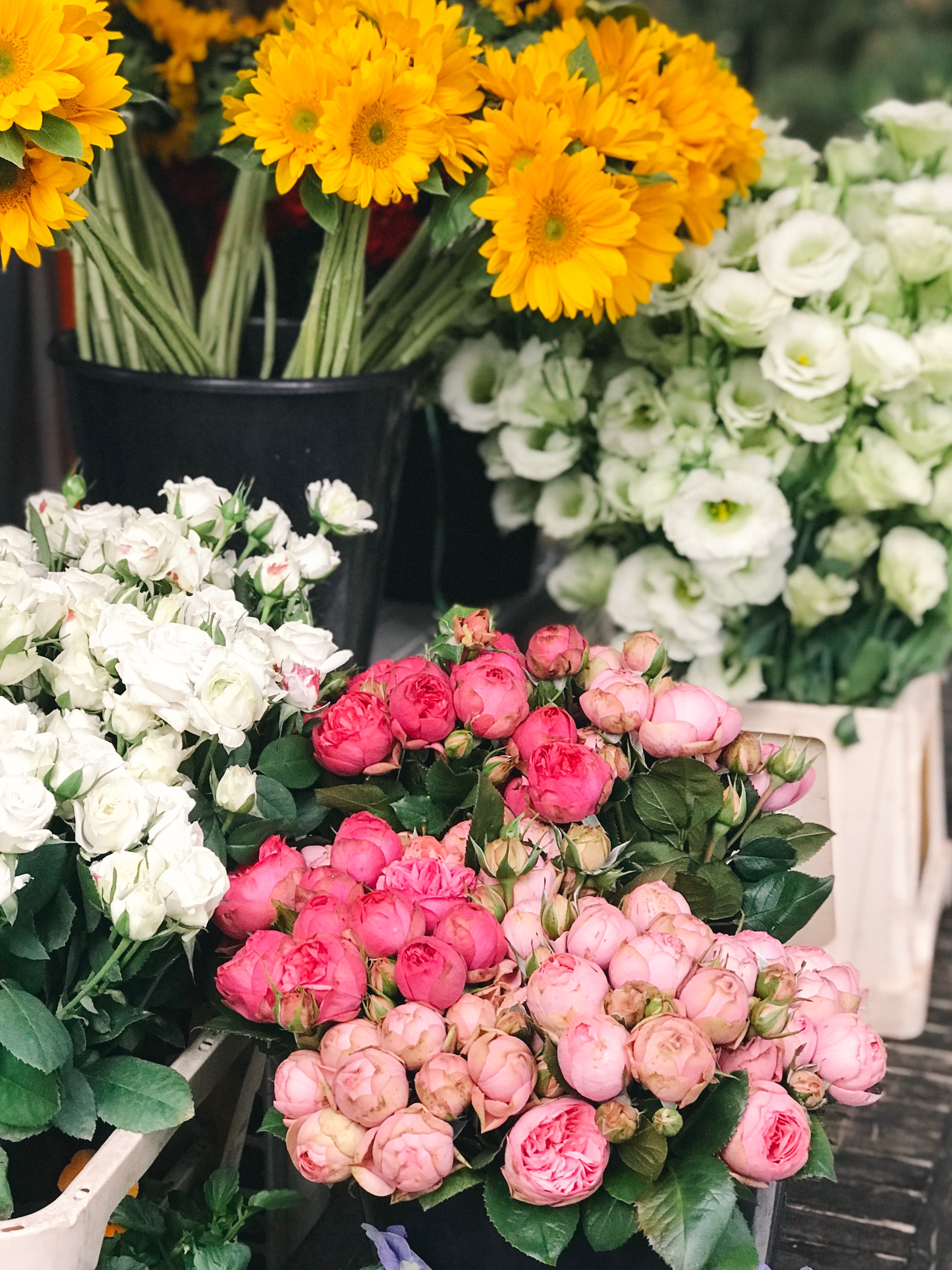 rose peony flower shop and florist hd, 4k, Phone HD Wallpaper