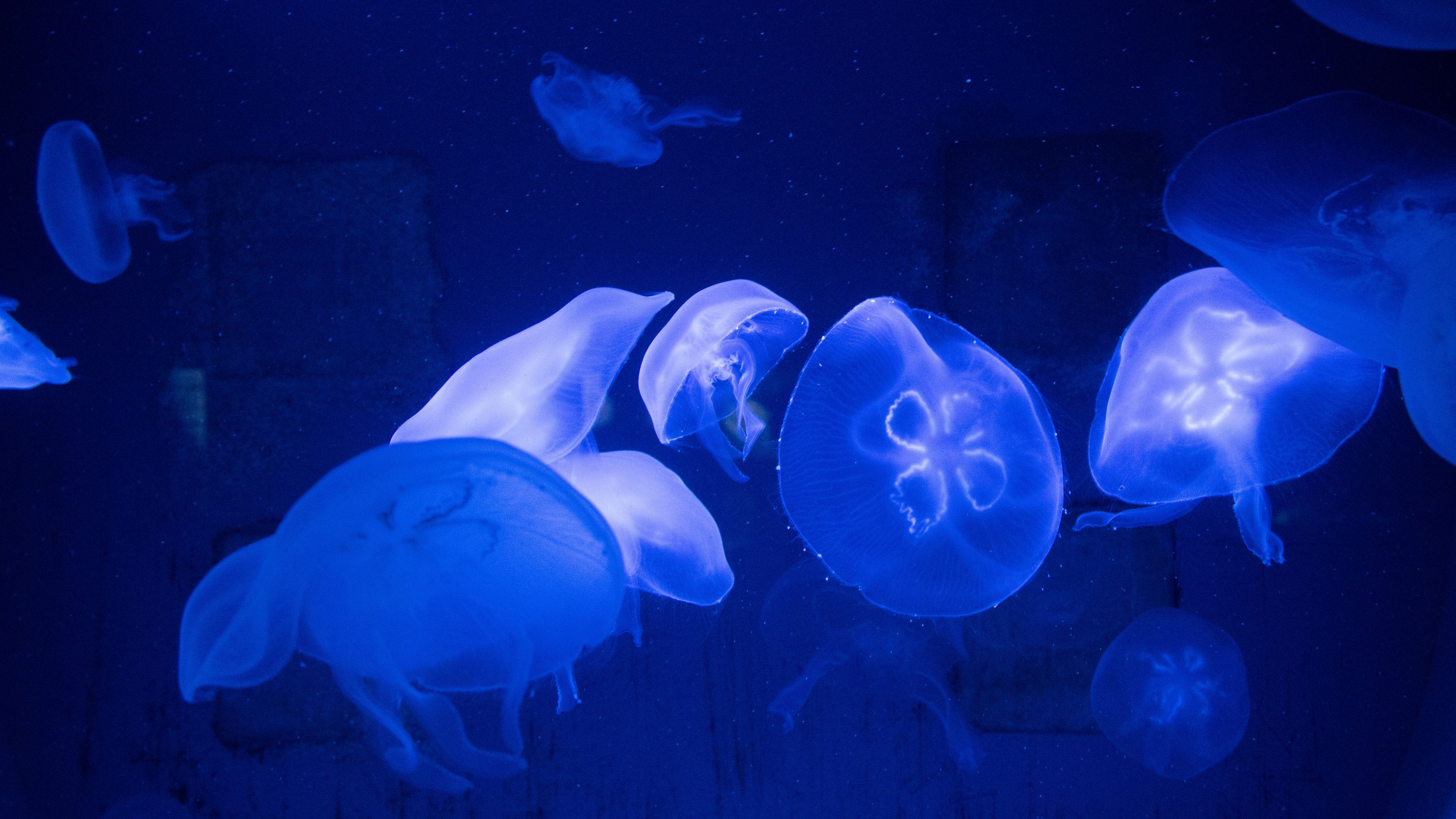 jellyfish, underwater, tentacles, 4k, HD Wallpaper