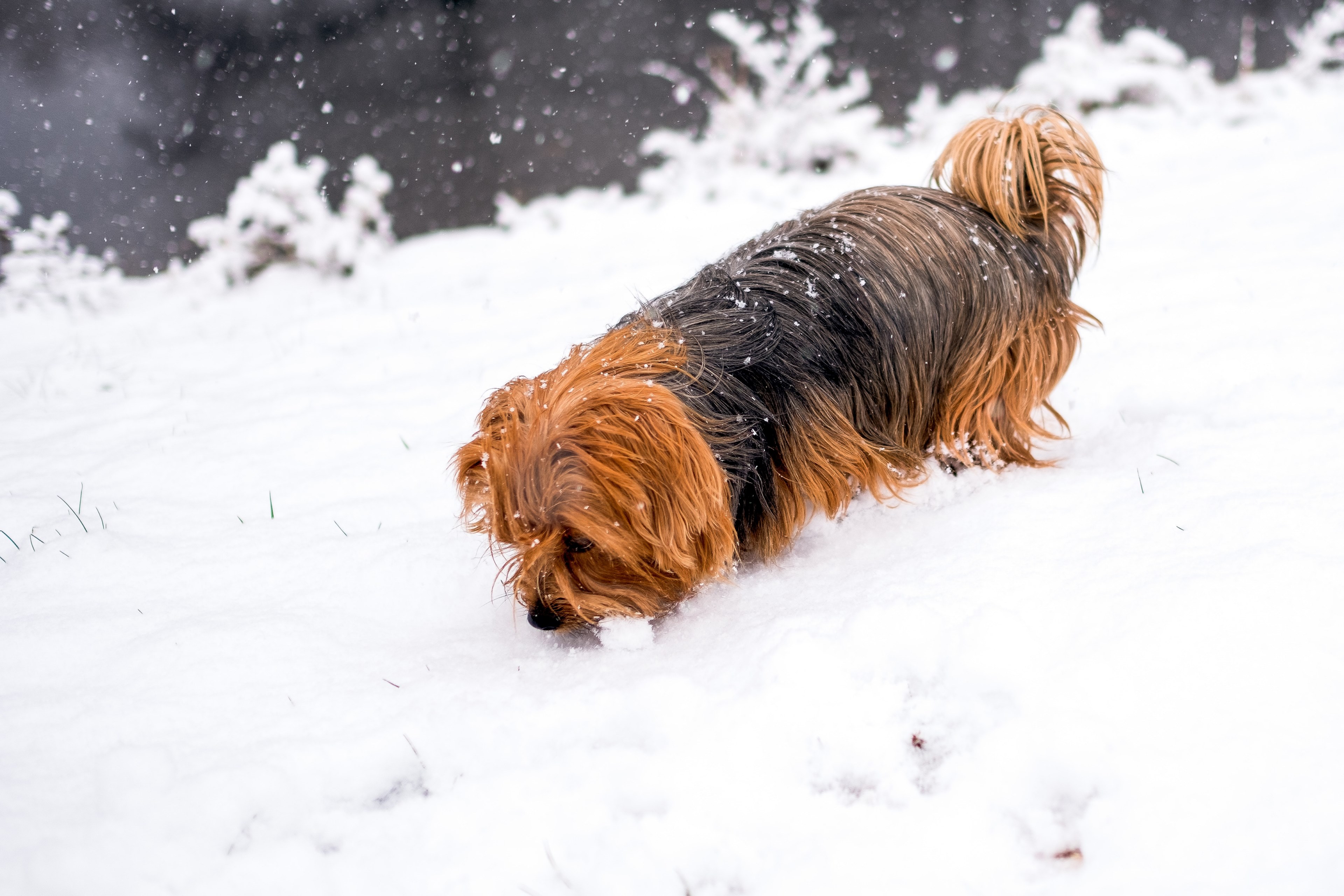 let it snow 4k, HD Wallpaper