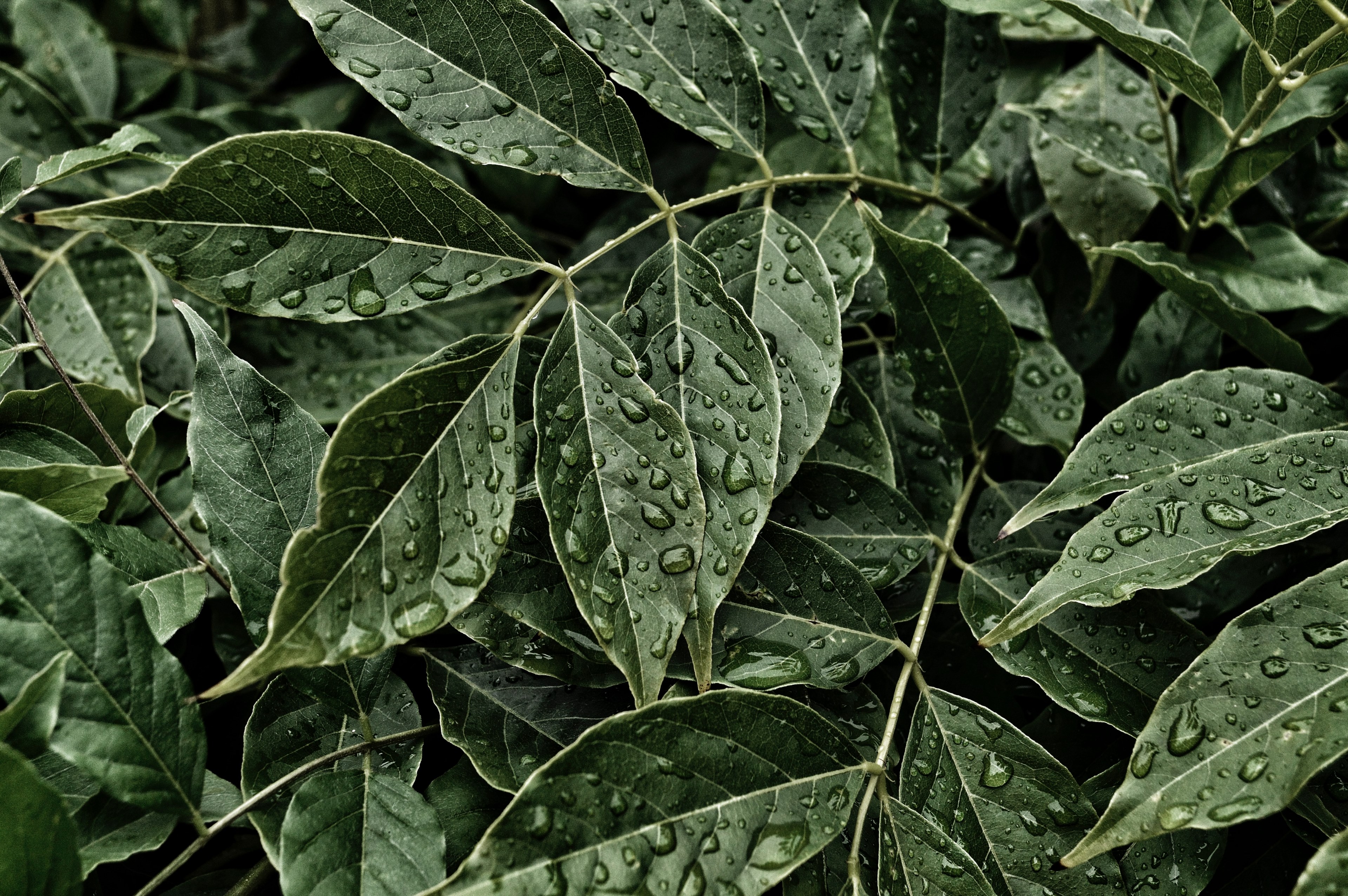 close up of large dewdrops on dark green leaves, dewdrops on leaves 4k, HD Wallpaper