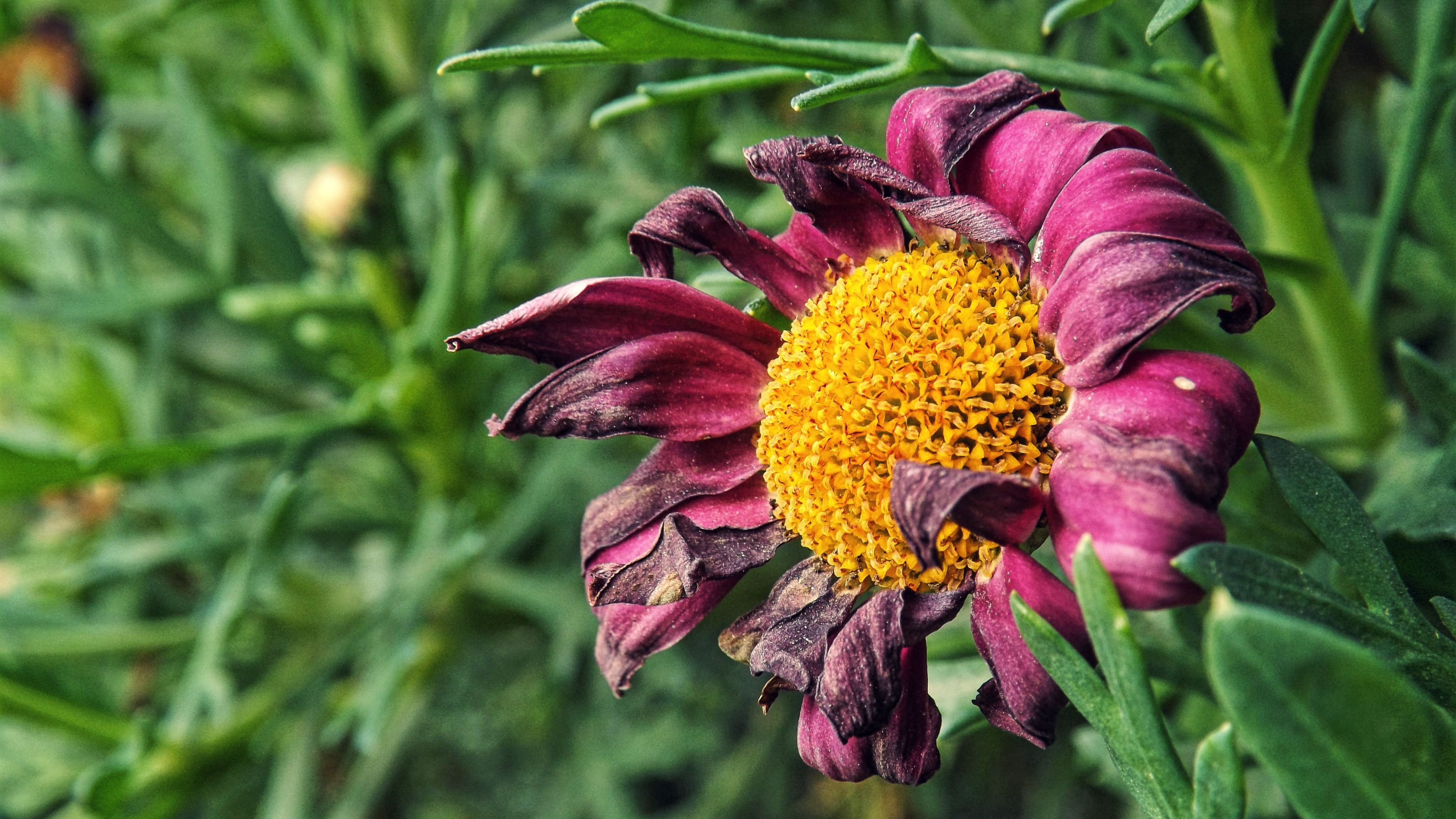 flower, bud, petals, dry, 4k, HD Wallpaper