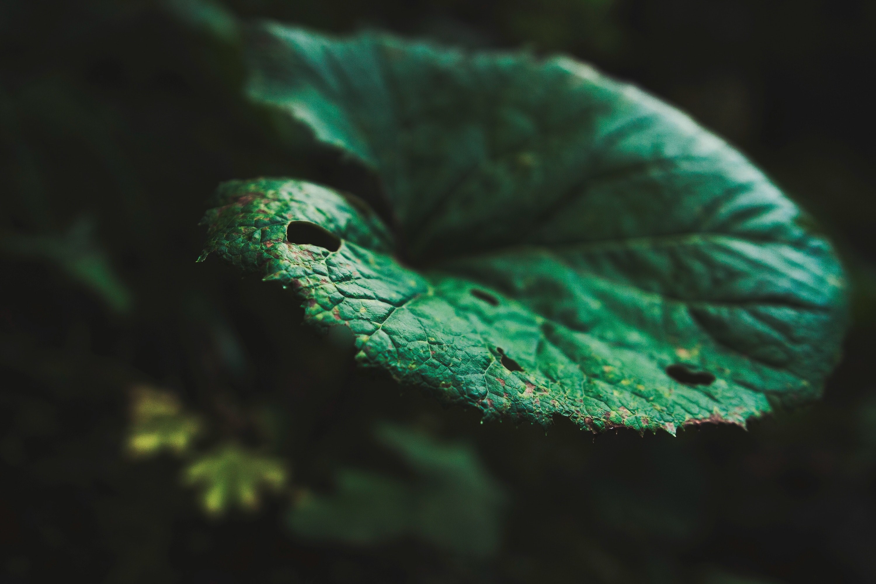 a macro shot of a round dark green leaf against a dark background, tatry green leaf 4k, HD Wallpaper