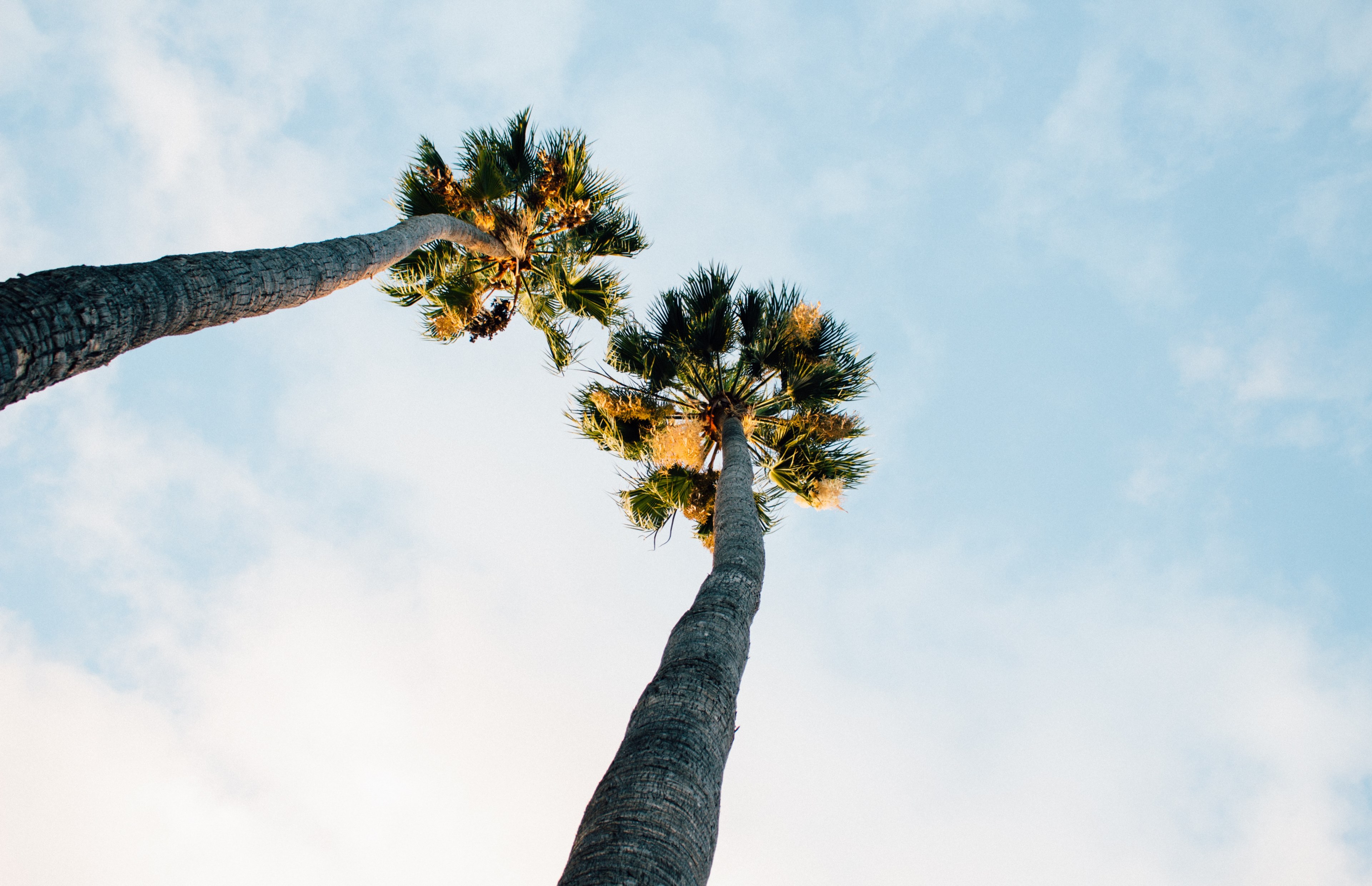 palm tree tree sunny and flower 4k, HD Wallpaper