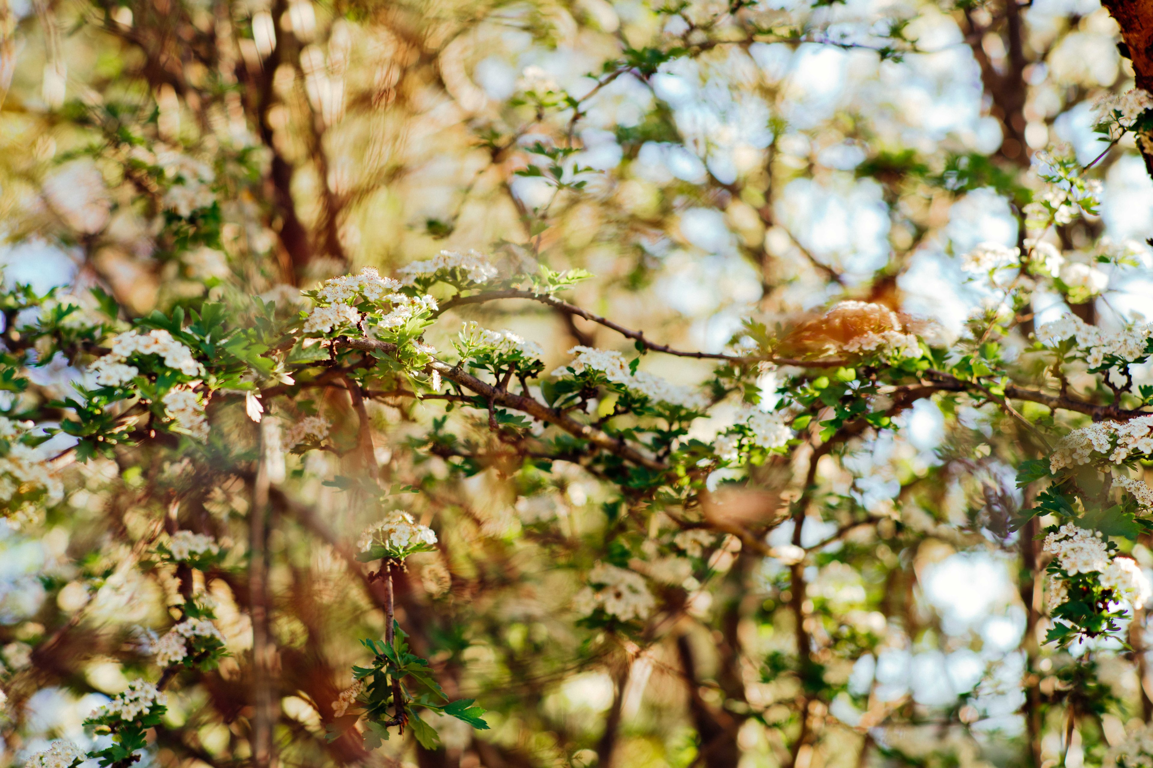 a fuzzy shot of tree branches with white flowers in blossom in warrandyte, tree branches in the spring 4k, HD Wallpaper