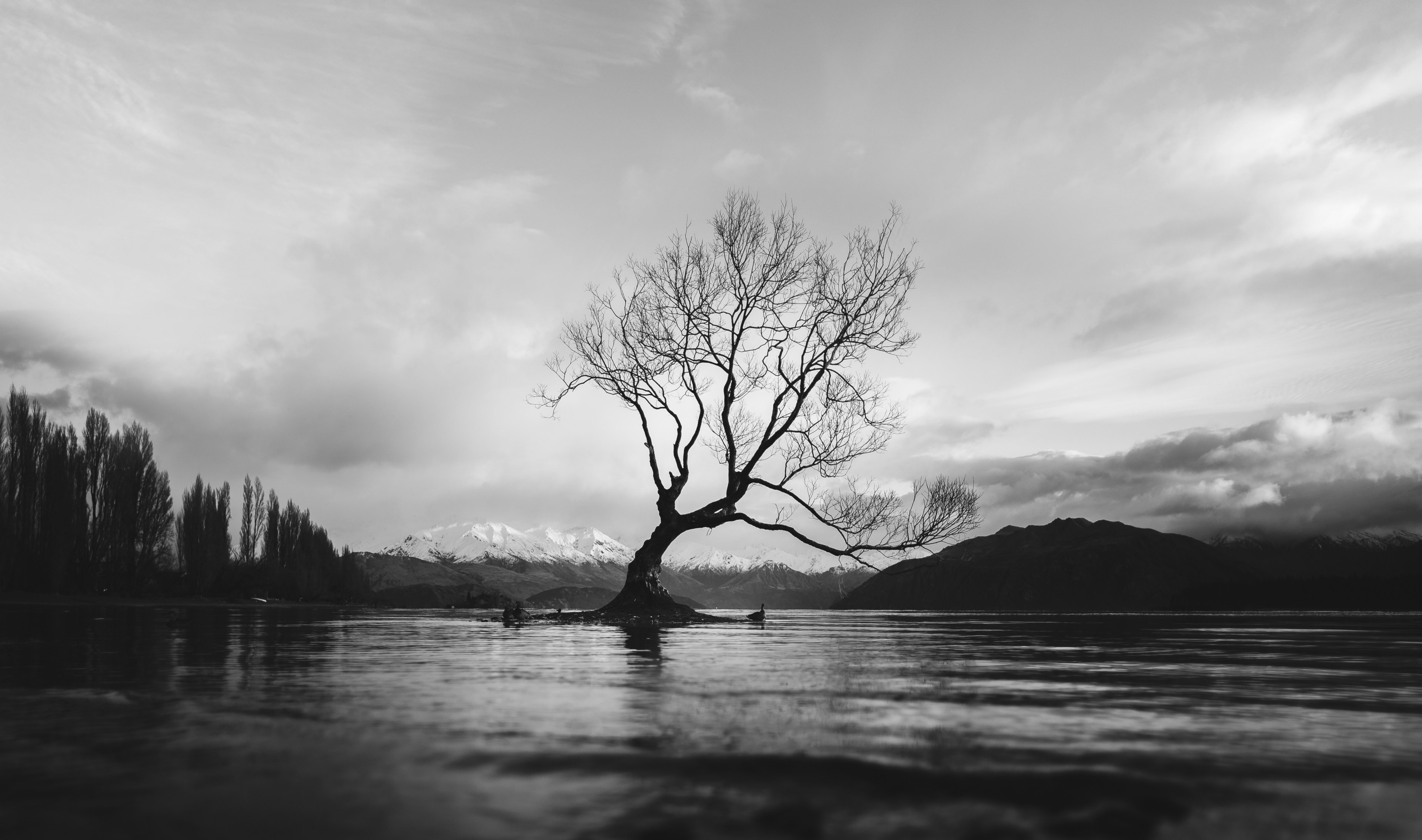 black and white long shot of the wanaka tree in new zealand with cloudy sky, monochrome wanaka tree 4k, HD Wallpaper