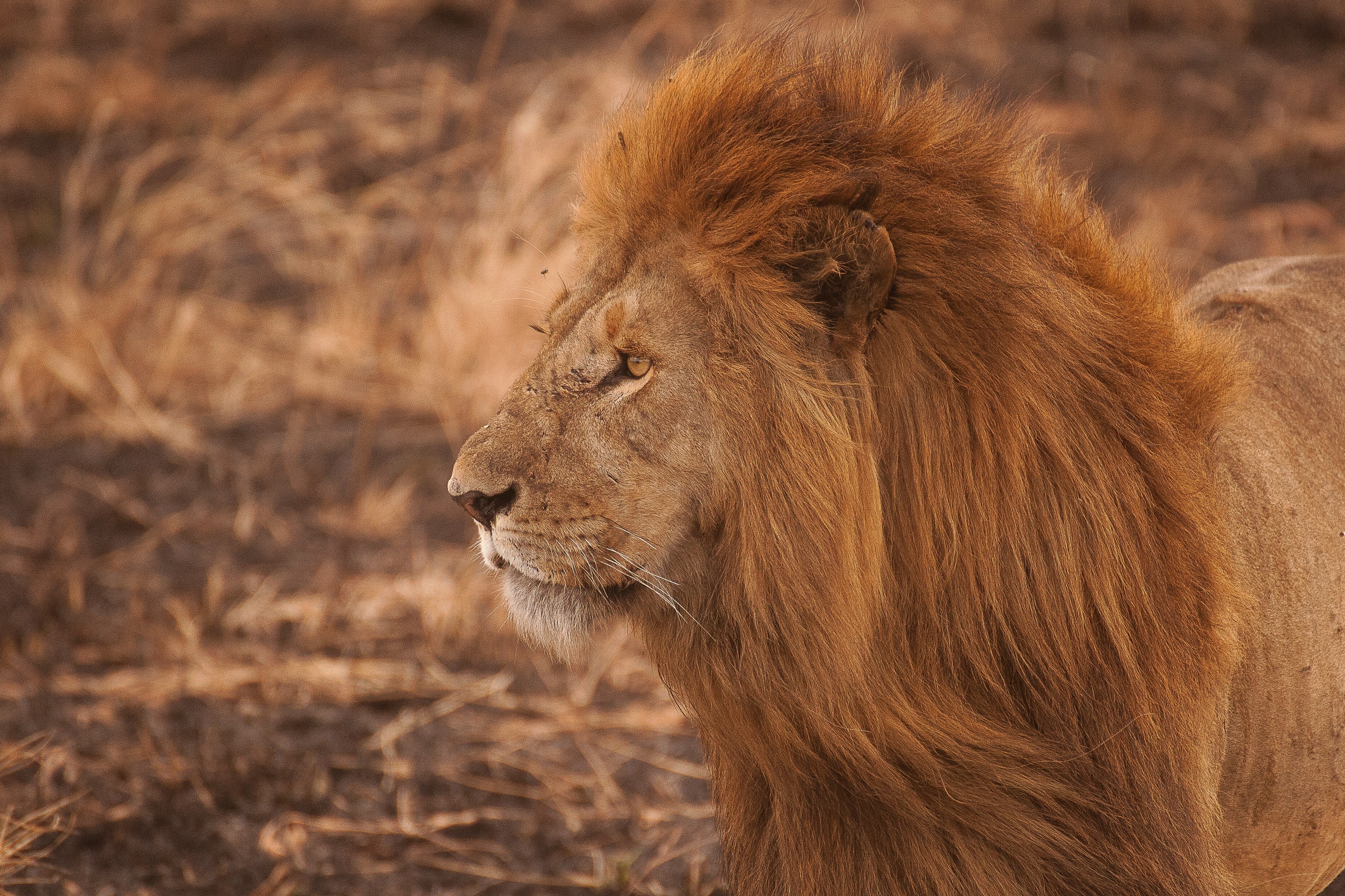 close up of a lion with a luxuriant mane in the savannah, long maned lion 4k, HD Wallpaper