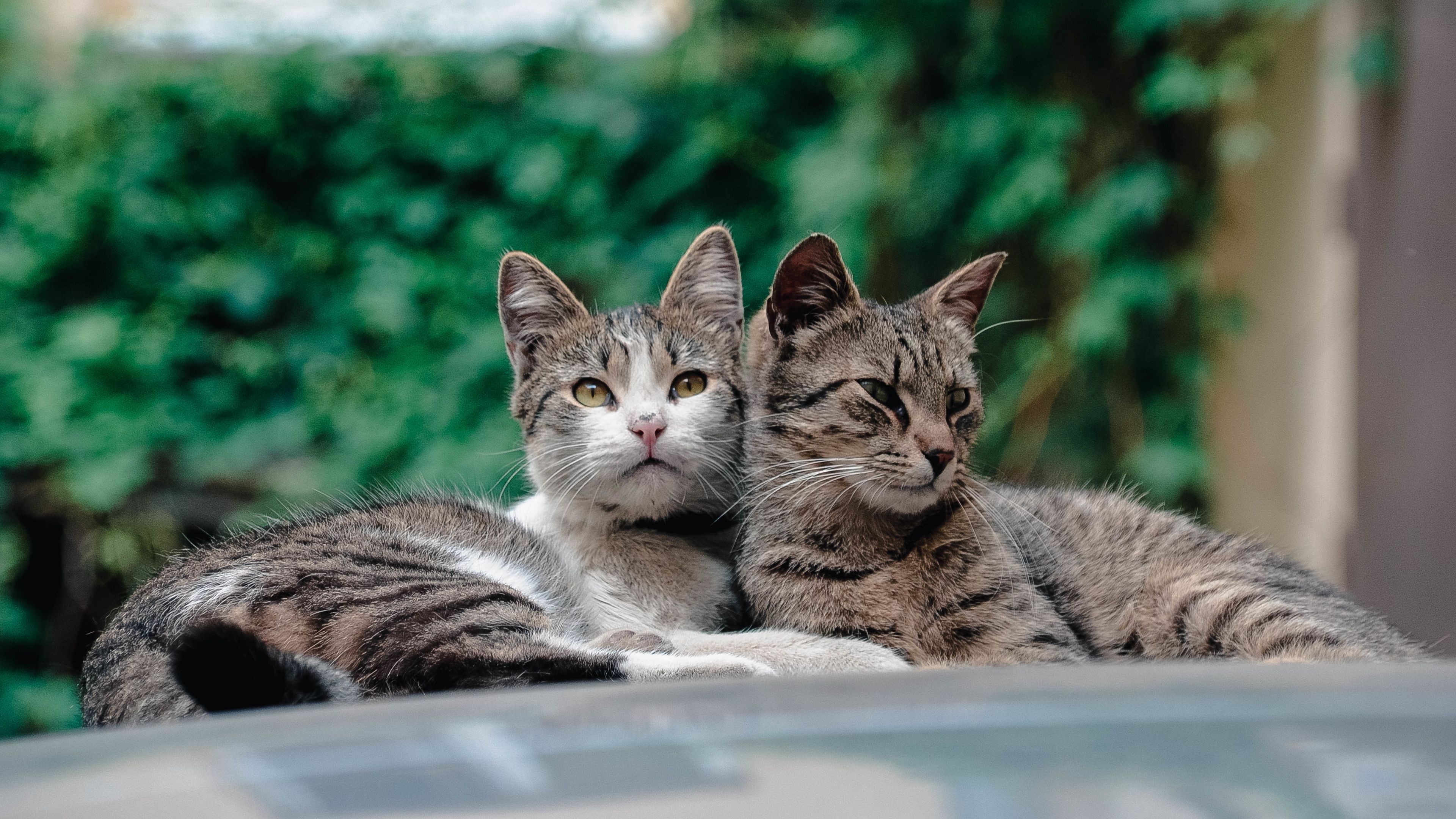 cats, couple, lie, 4k, HD Wallpaper