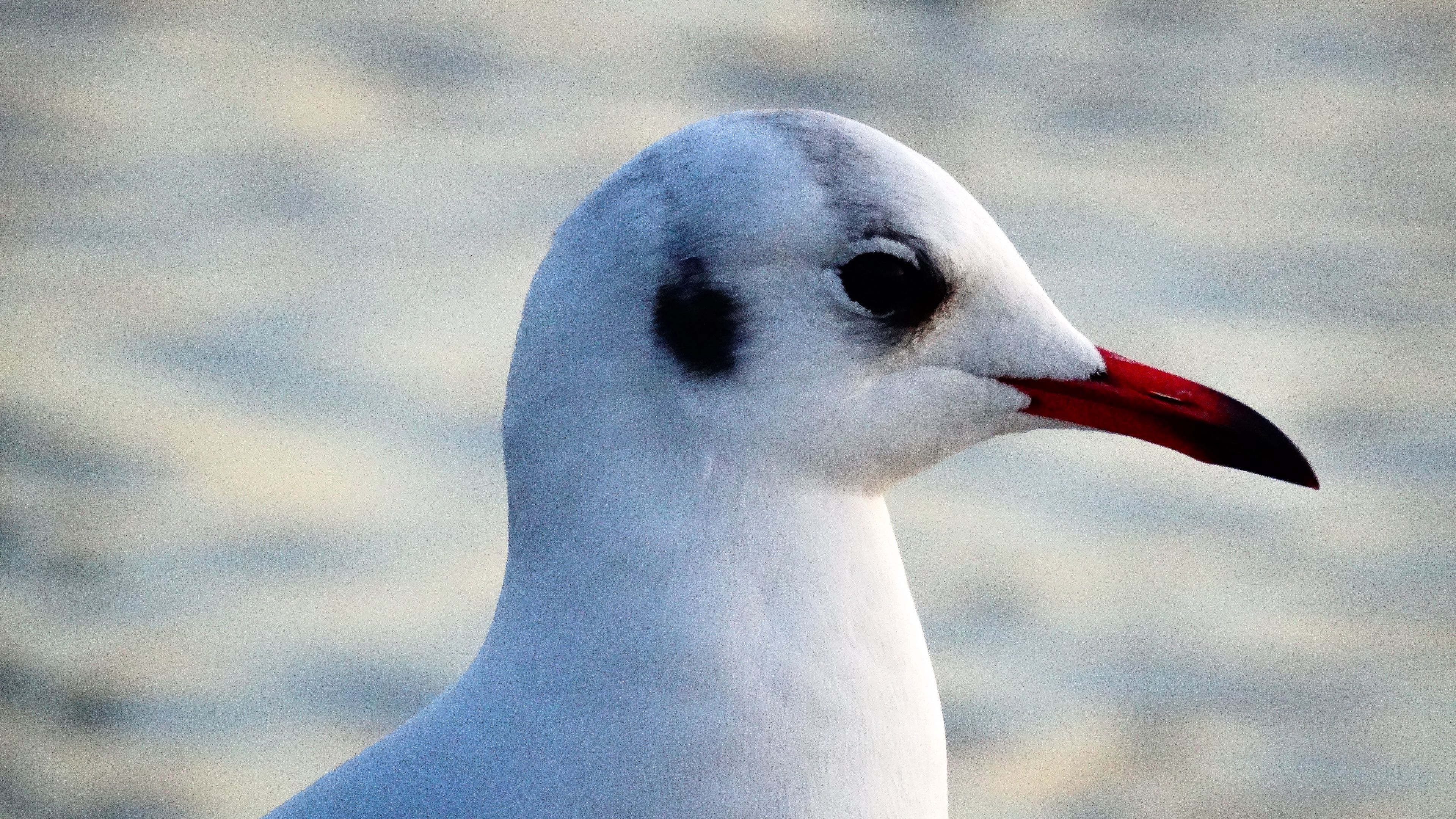 seagull, bird, beak, 4k, HD Wallpaper
