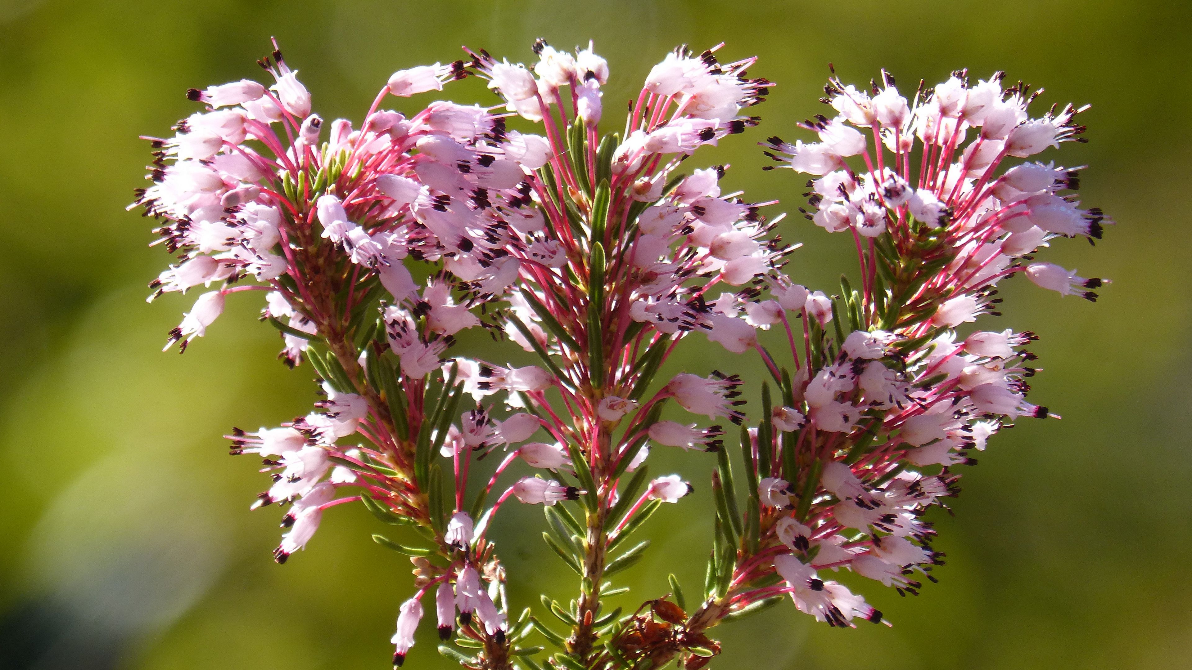 erica multiflora, wild flower, branch, 4k, HD Wallpaper