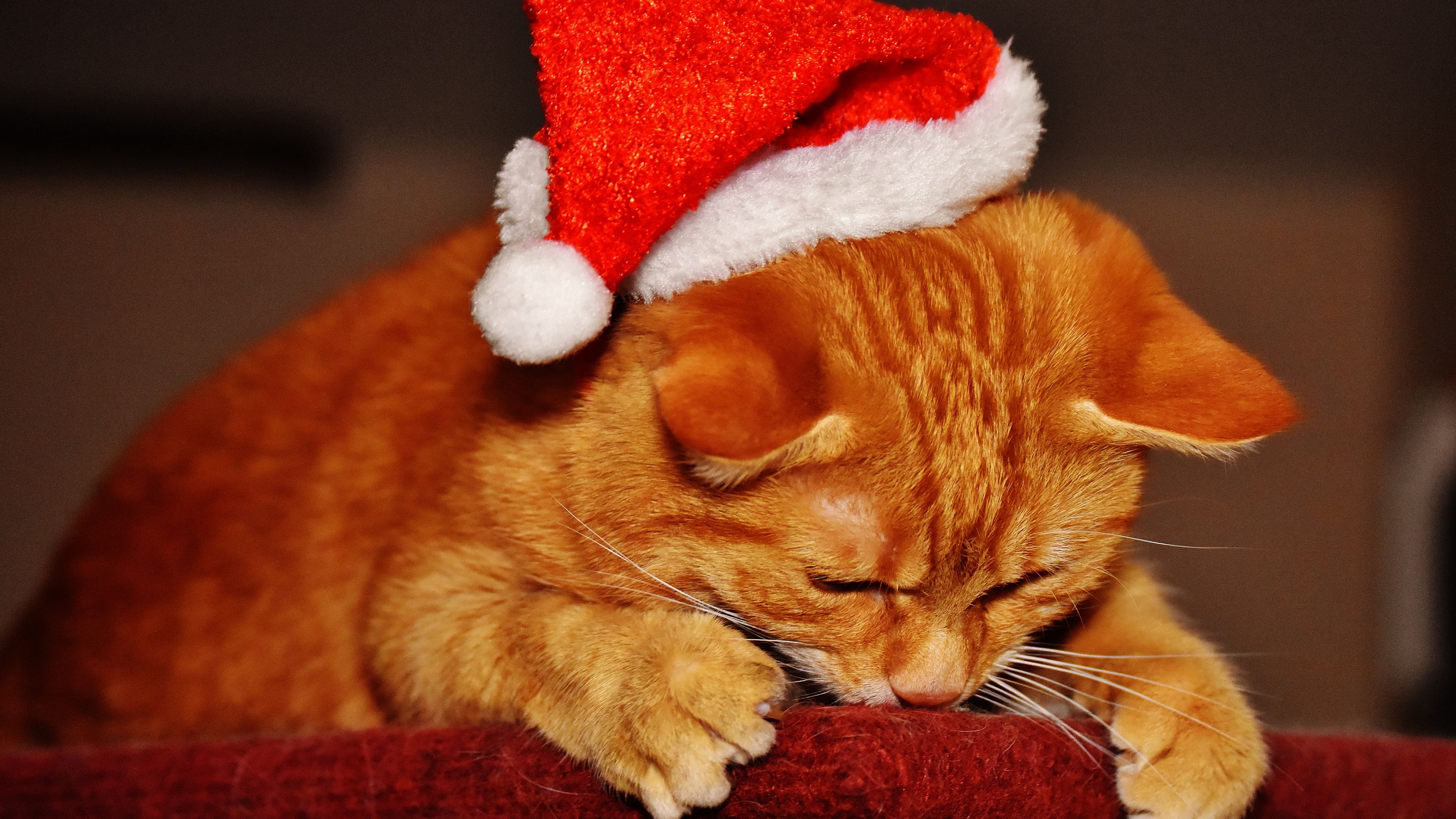 cat, hat, santa claus, new year, 4k, HD Wallpaper