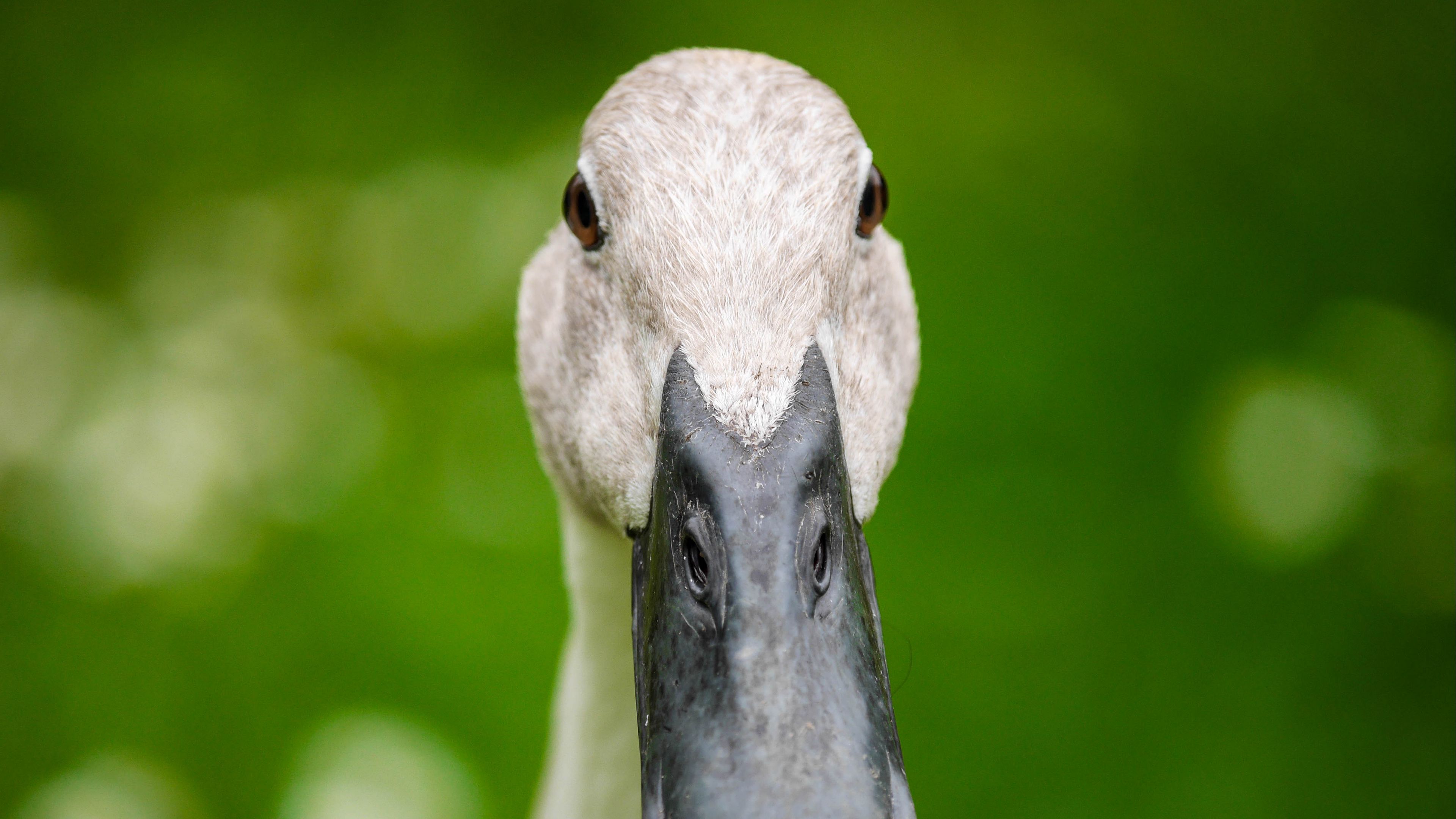 indian runner duck, duck, beak, 4k, HD Wallpaper