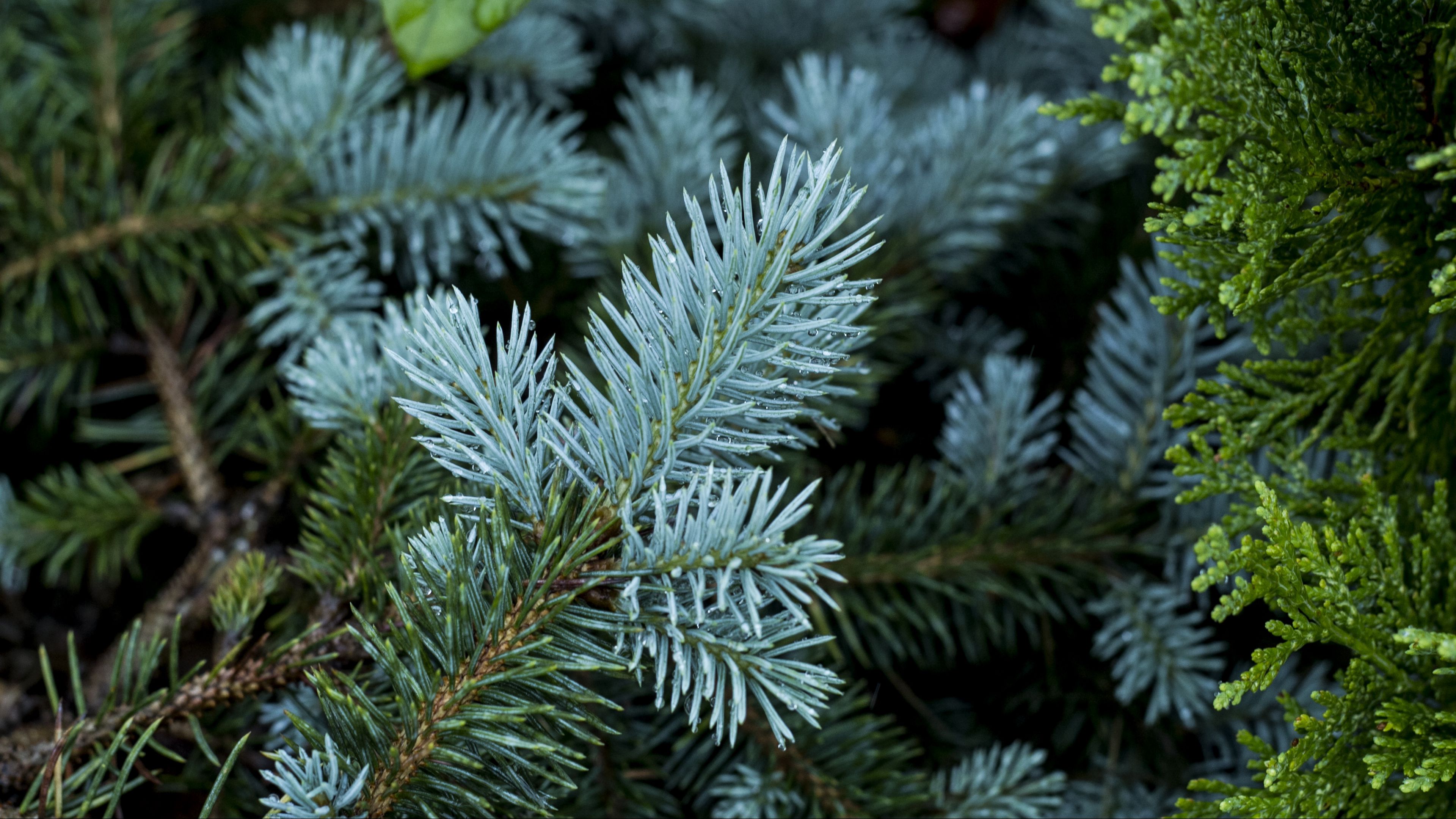pine, branch, thorny, plants, 4k, HD Wallpaper