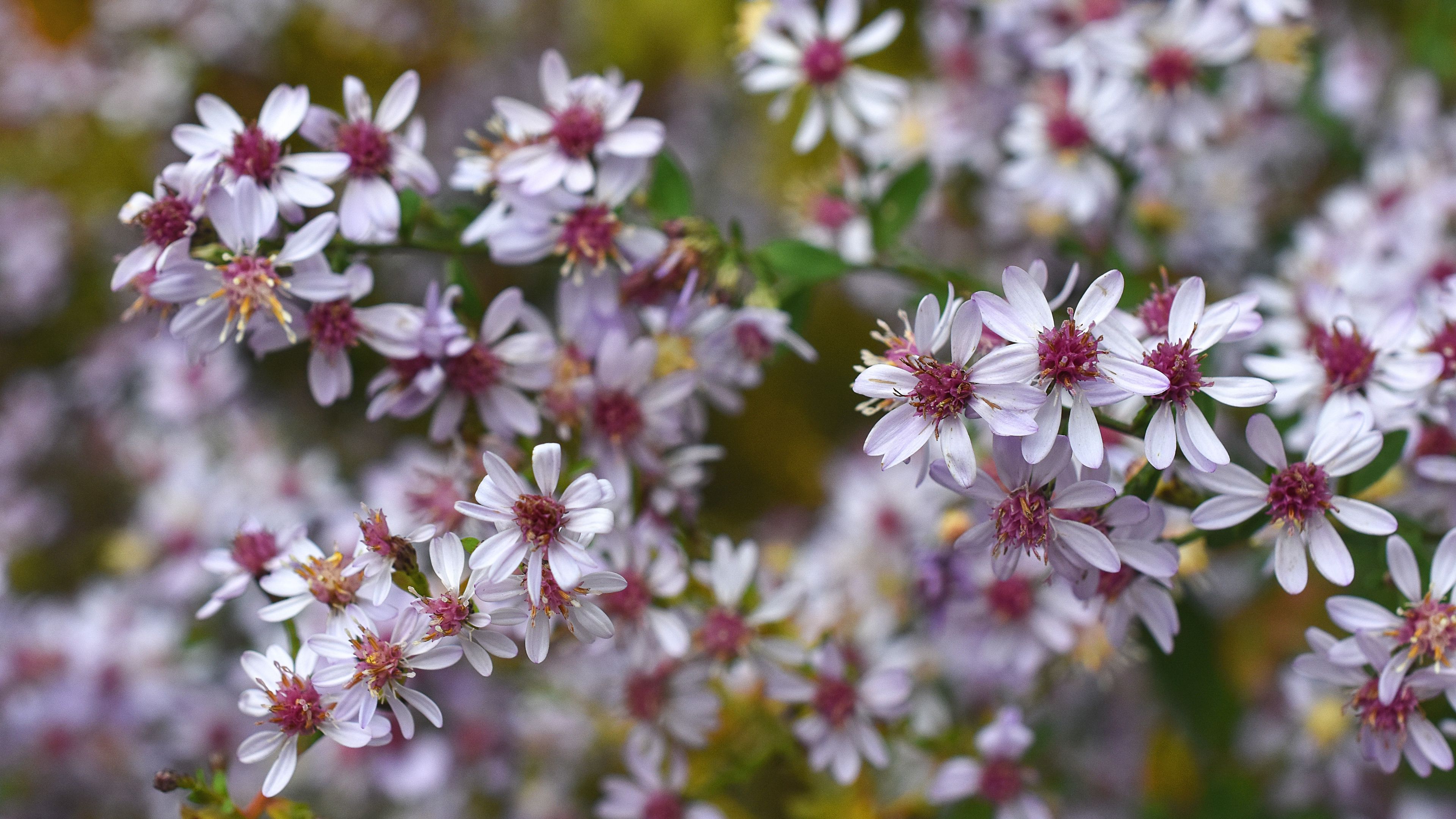 symphyotrichum, flowers, bush, 4k, HD Wallpaper