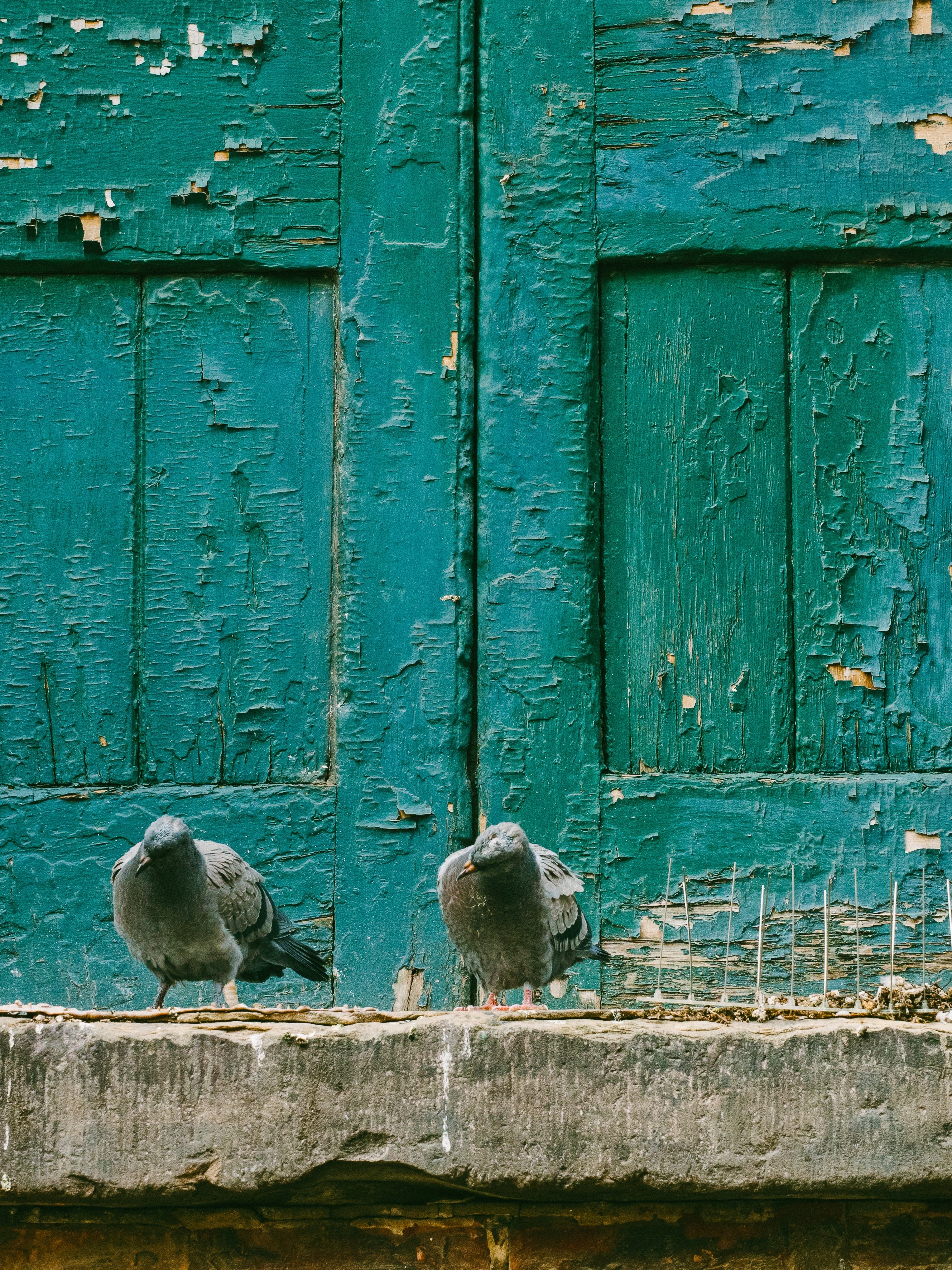 peeling weathered pigeon and bird hd, 4k, Phone HD Wallpaper