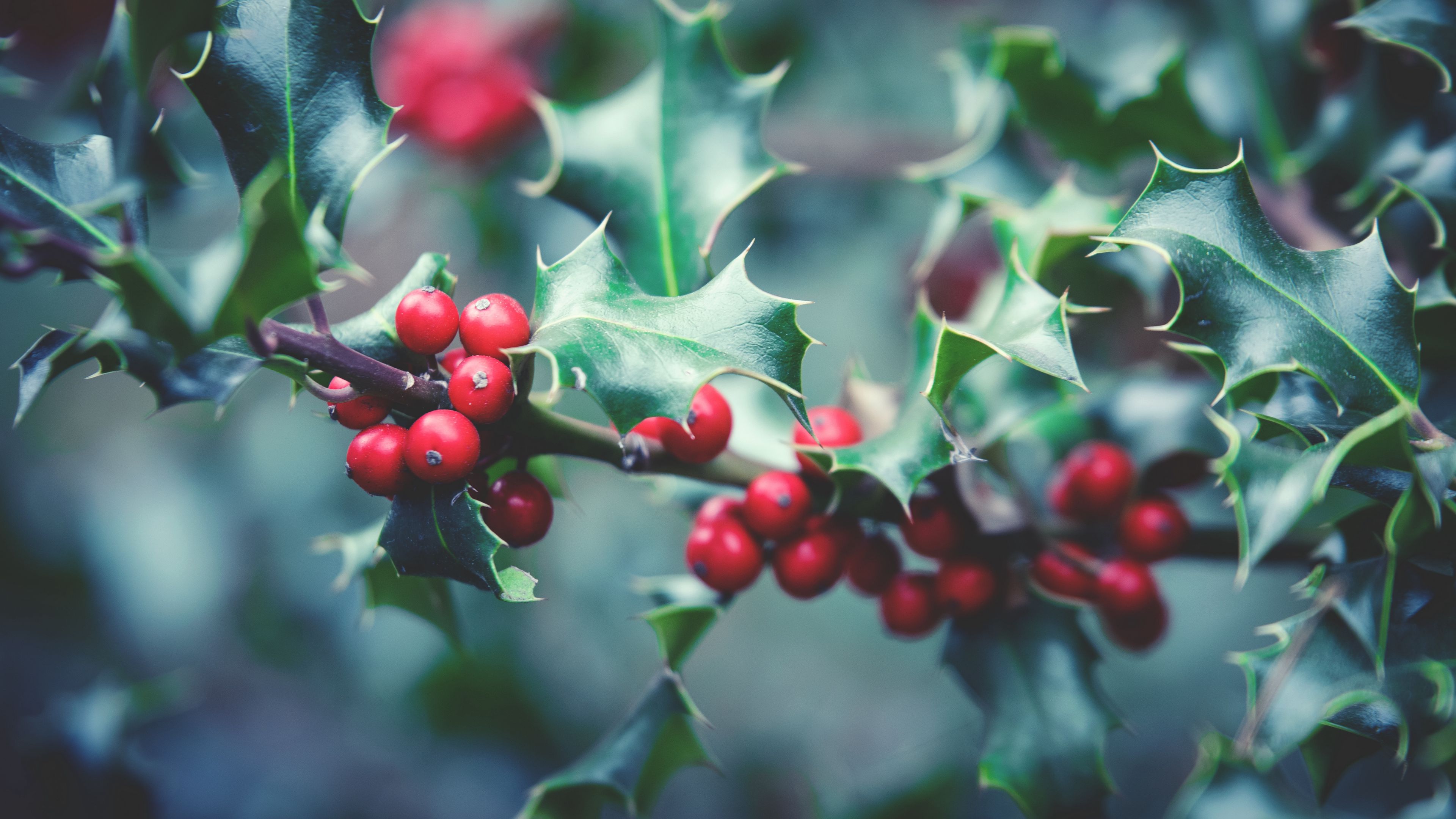rowan, branch, berries, 4k, HD Wallpaper