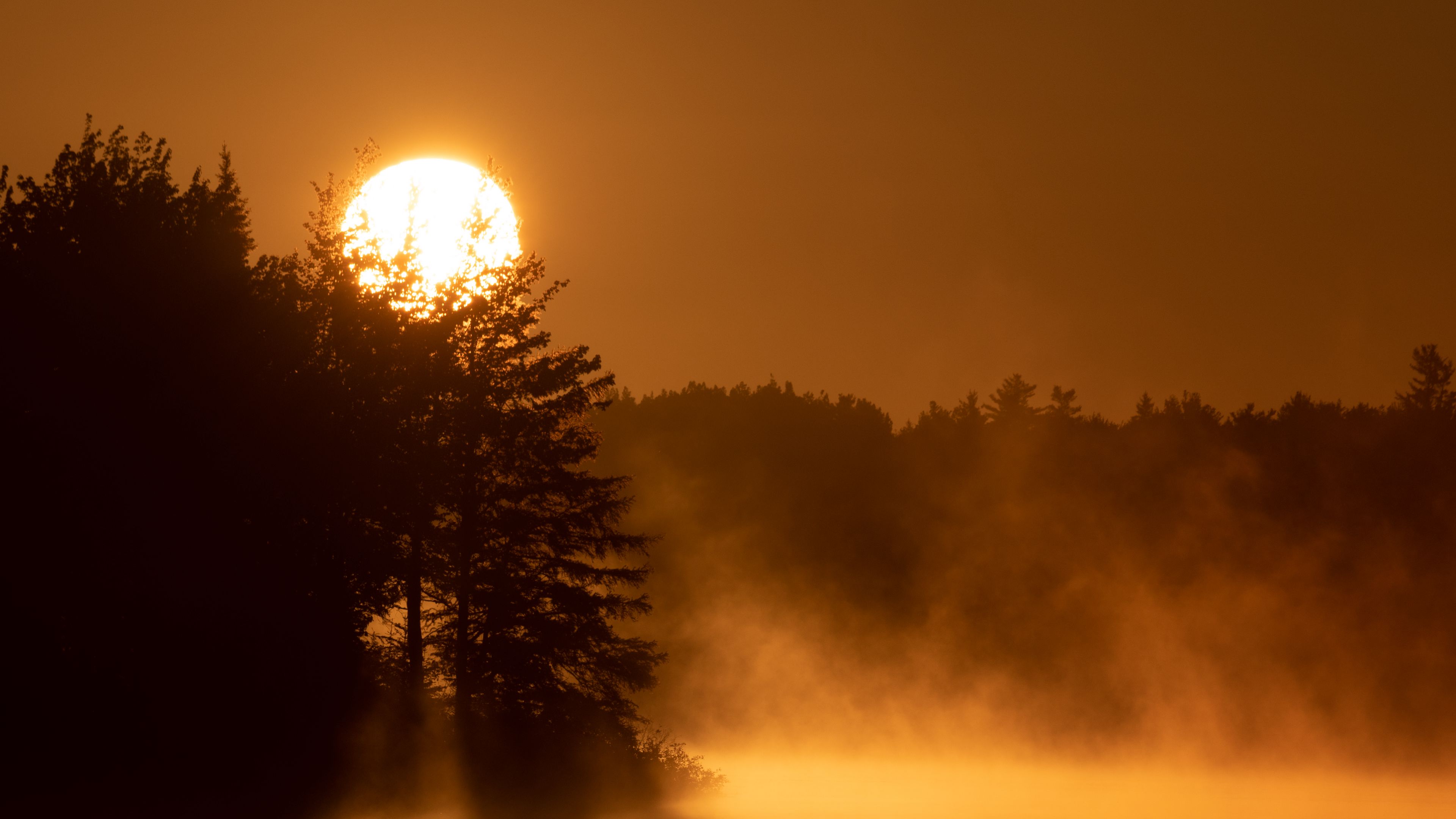 sun, fog, trees, 4k, HD Wallpaper
