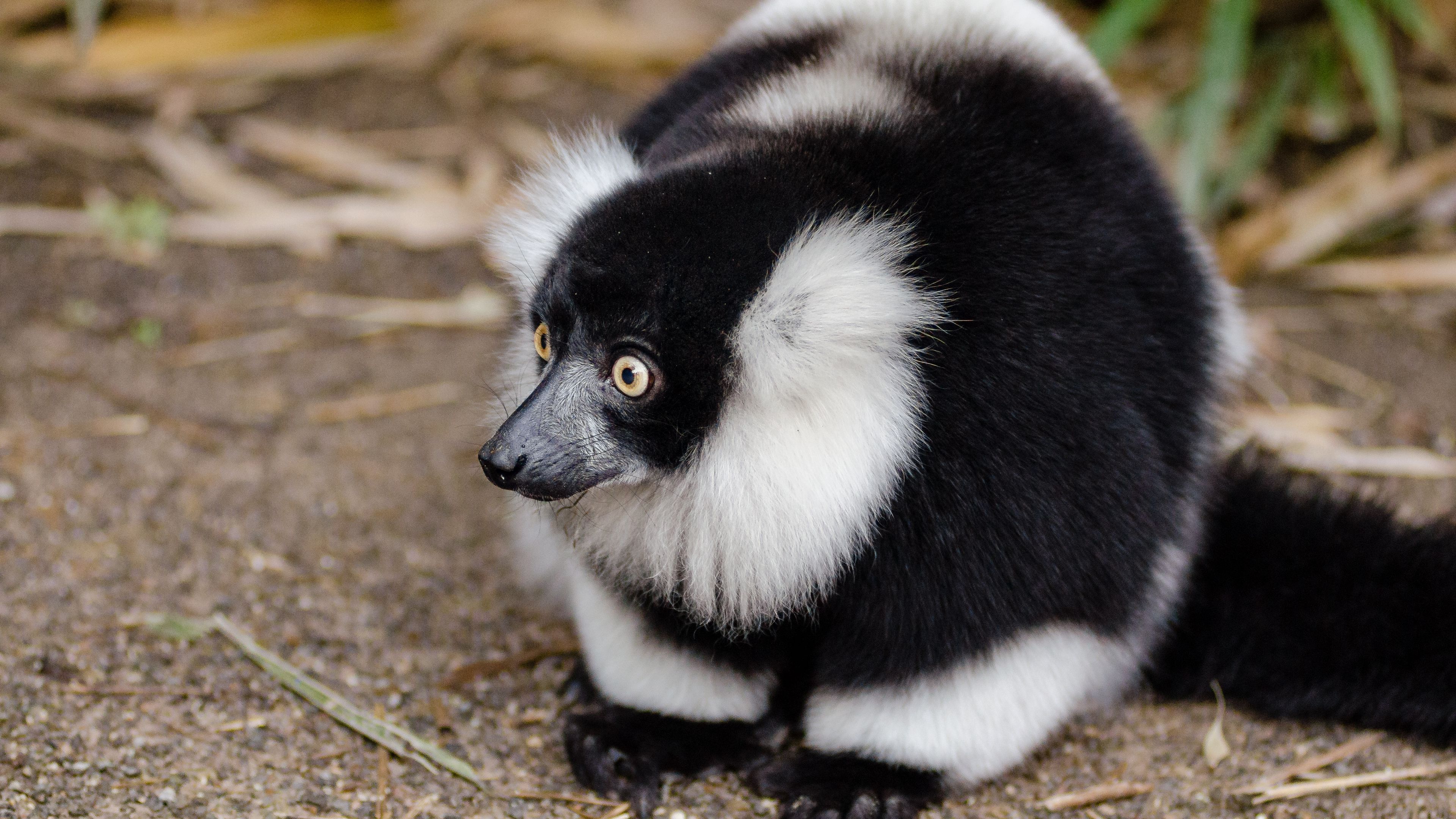 ruffed lemur, lemur, wonderment, 4k, HD Wallpaper