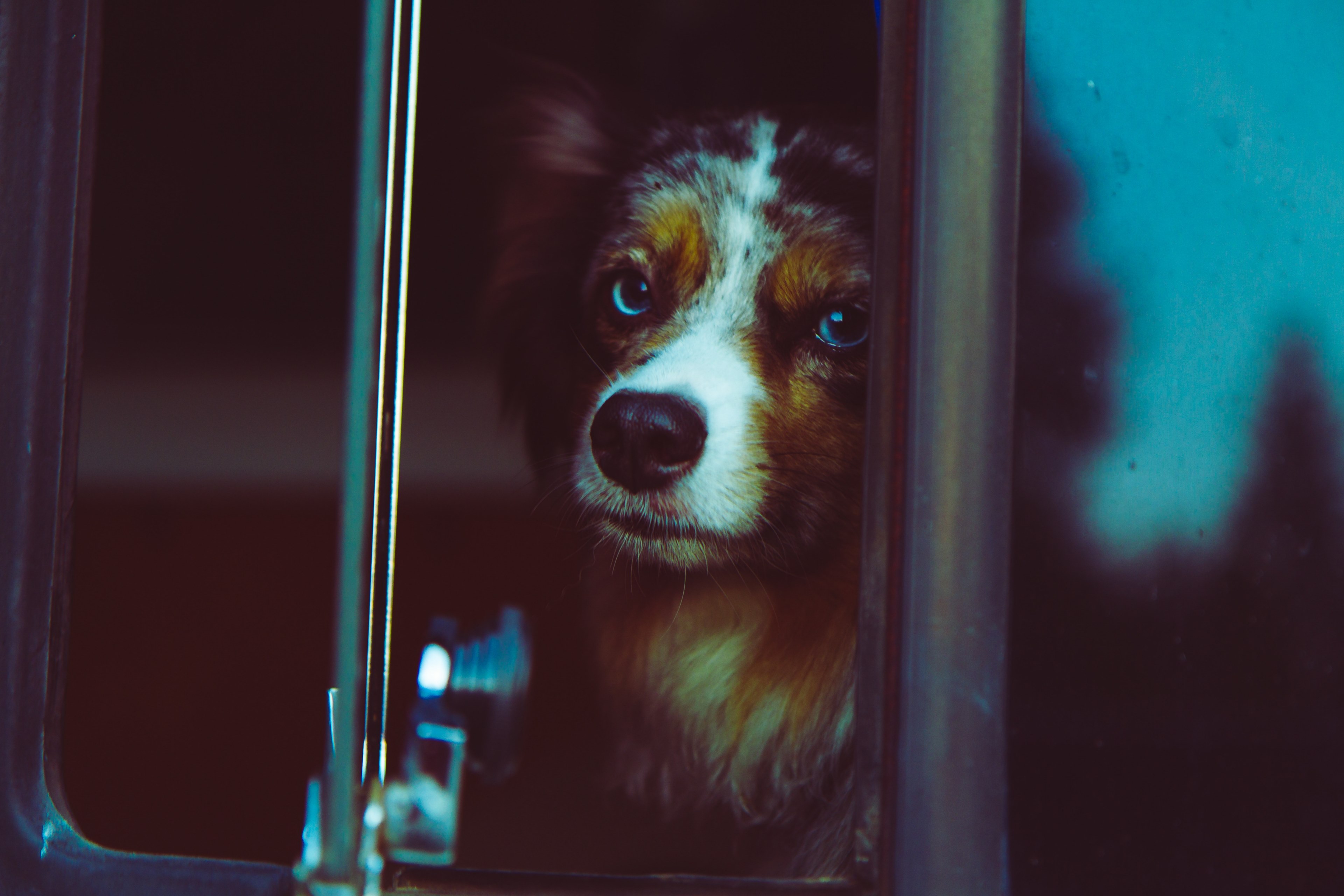 unhappy small brown and white dog locked up in cage with reflection on windows faistenoy, waiting in the bus 4k, HD Wallpaper