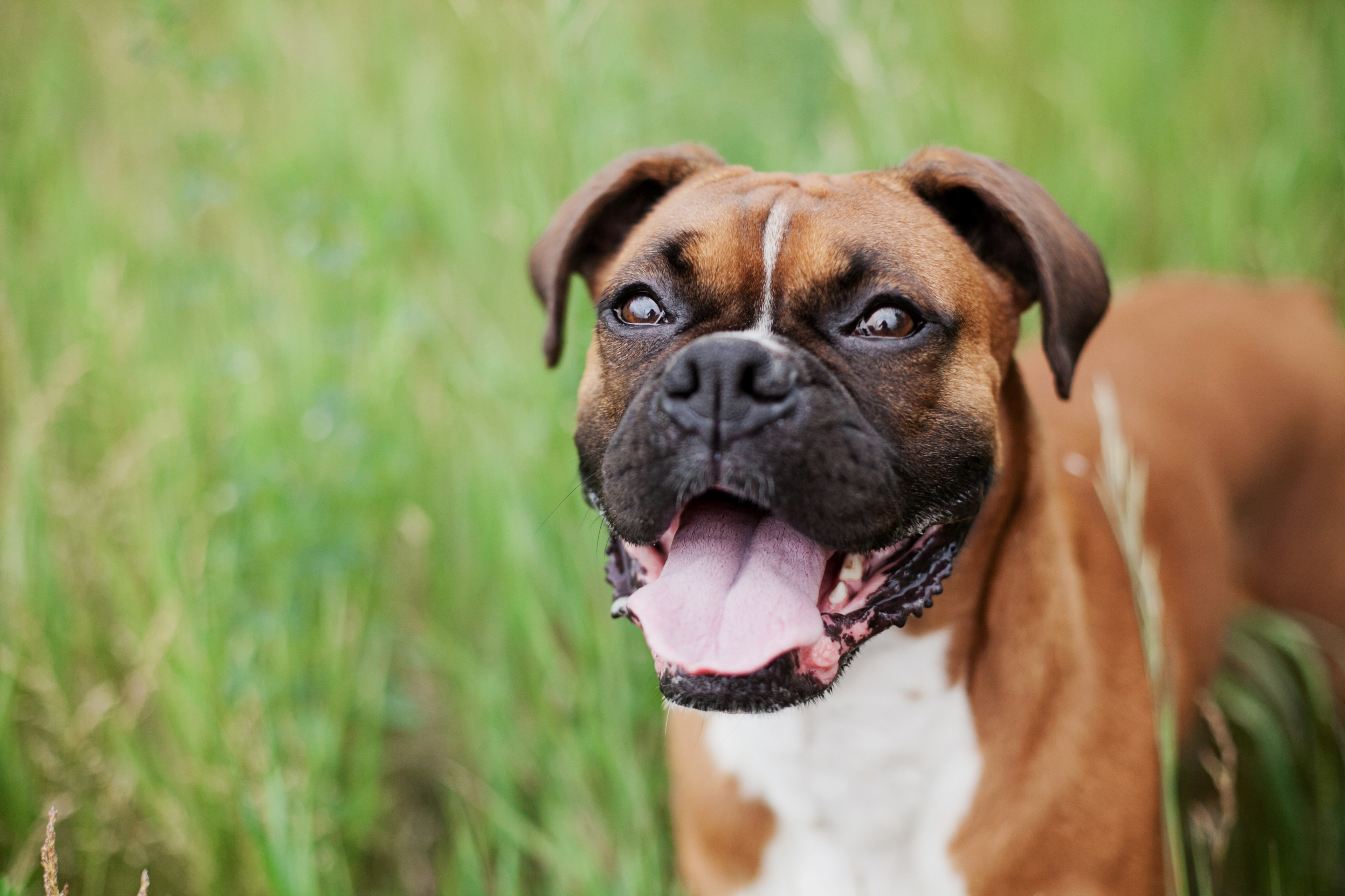 a boxer bulldog in ottawa, ottawa dog 4k, HD Wallpaper
