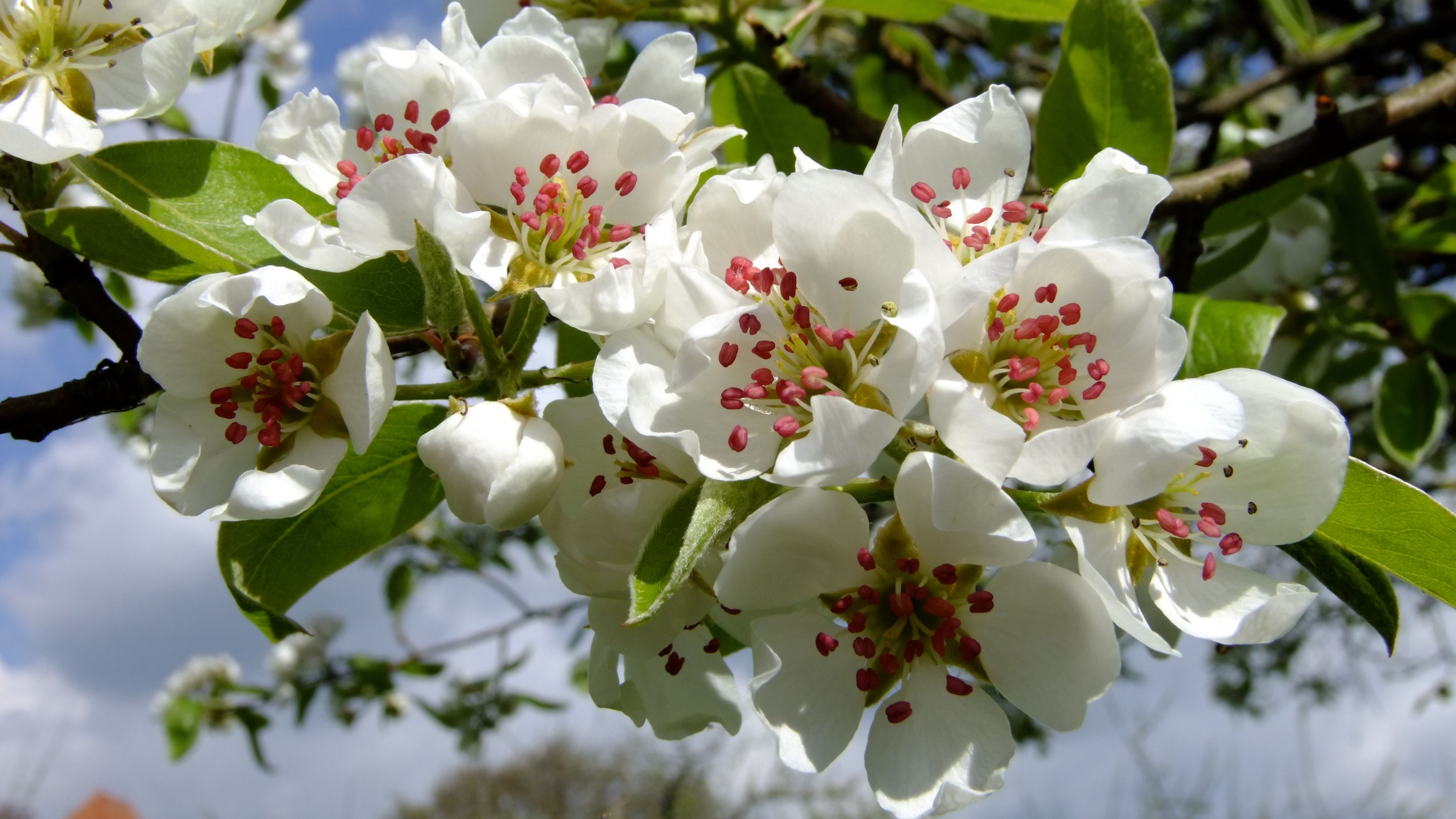 flowers, bloom, branch, spring, 4k, HD Wallpaper