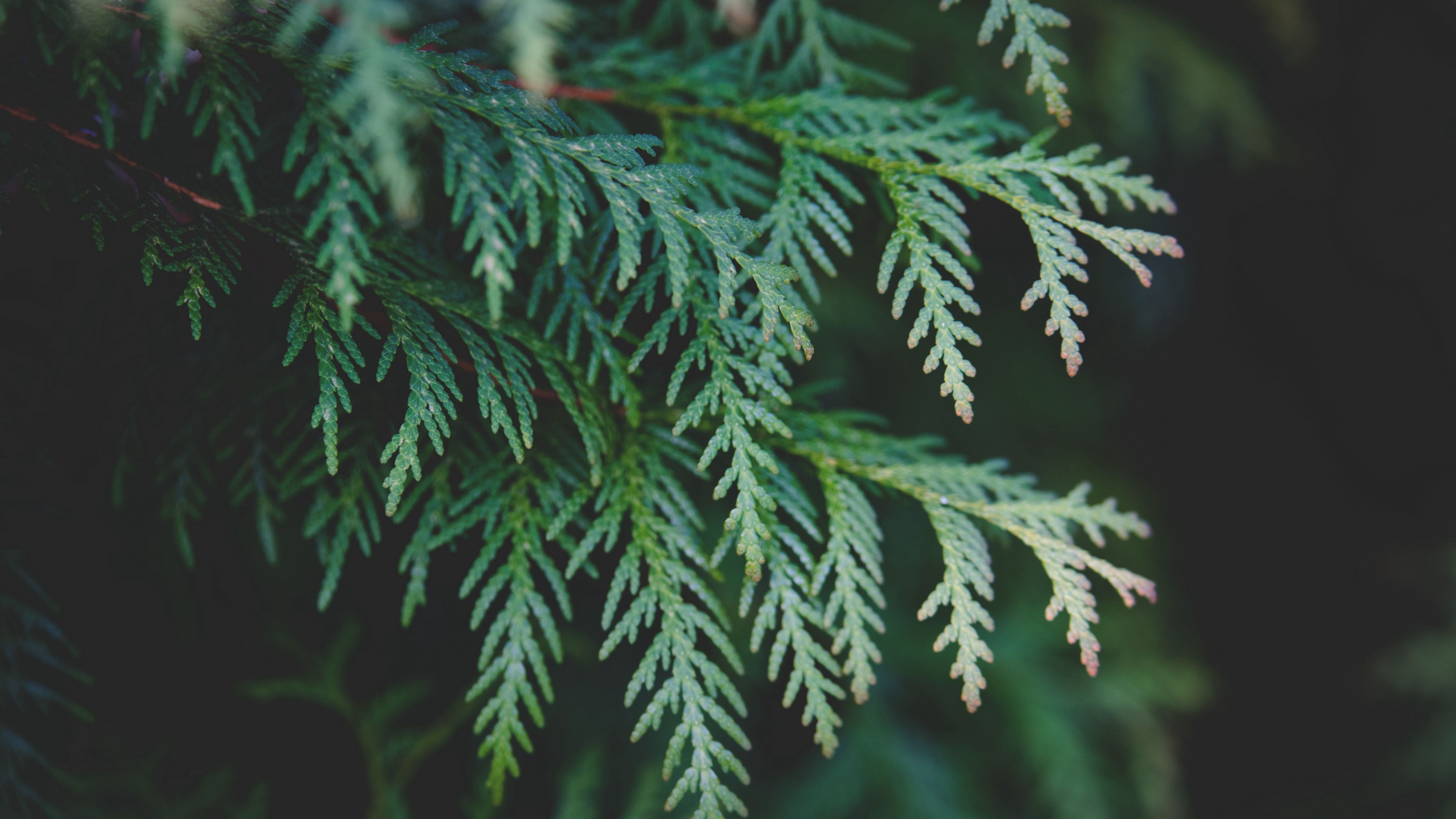 thuja, branch, pine needles, cypress, 4k, HD Wallpaper