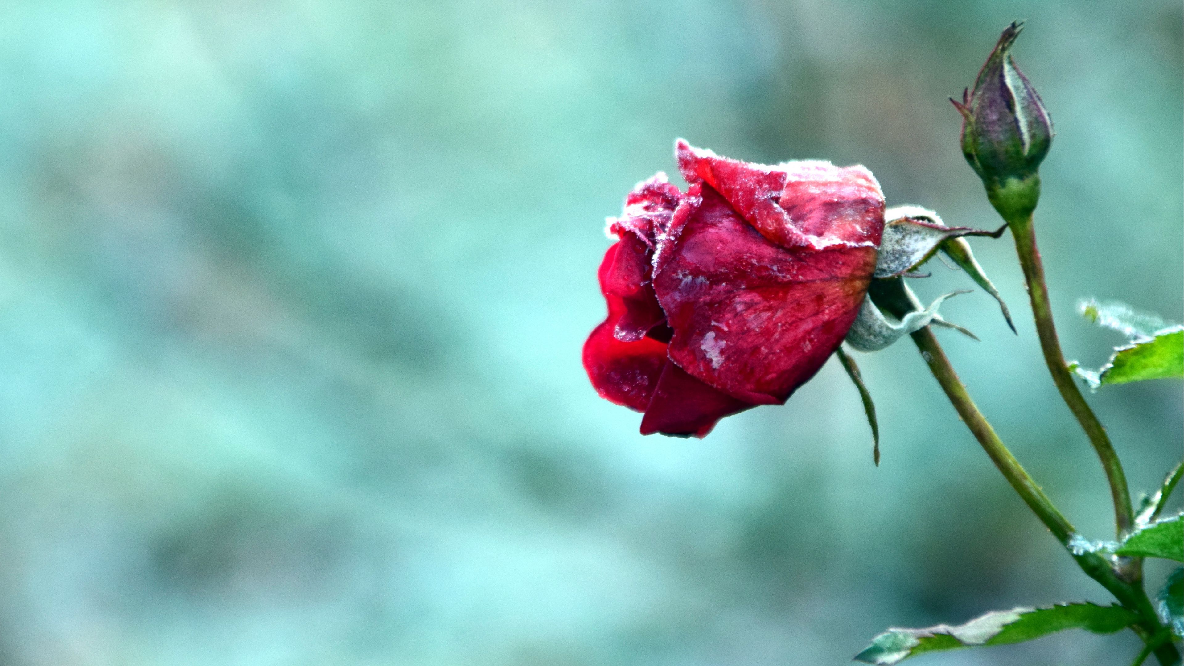 rose, bud, flower, frost, 4k, HD Wallpaper