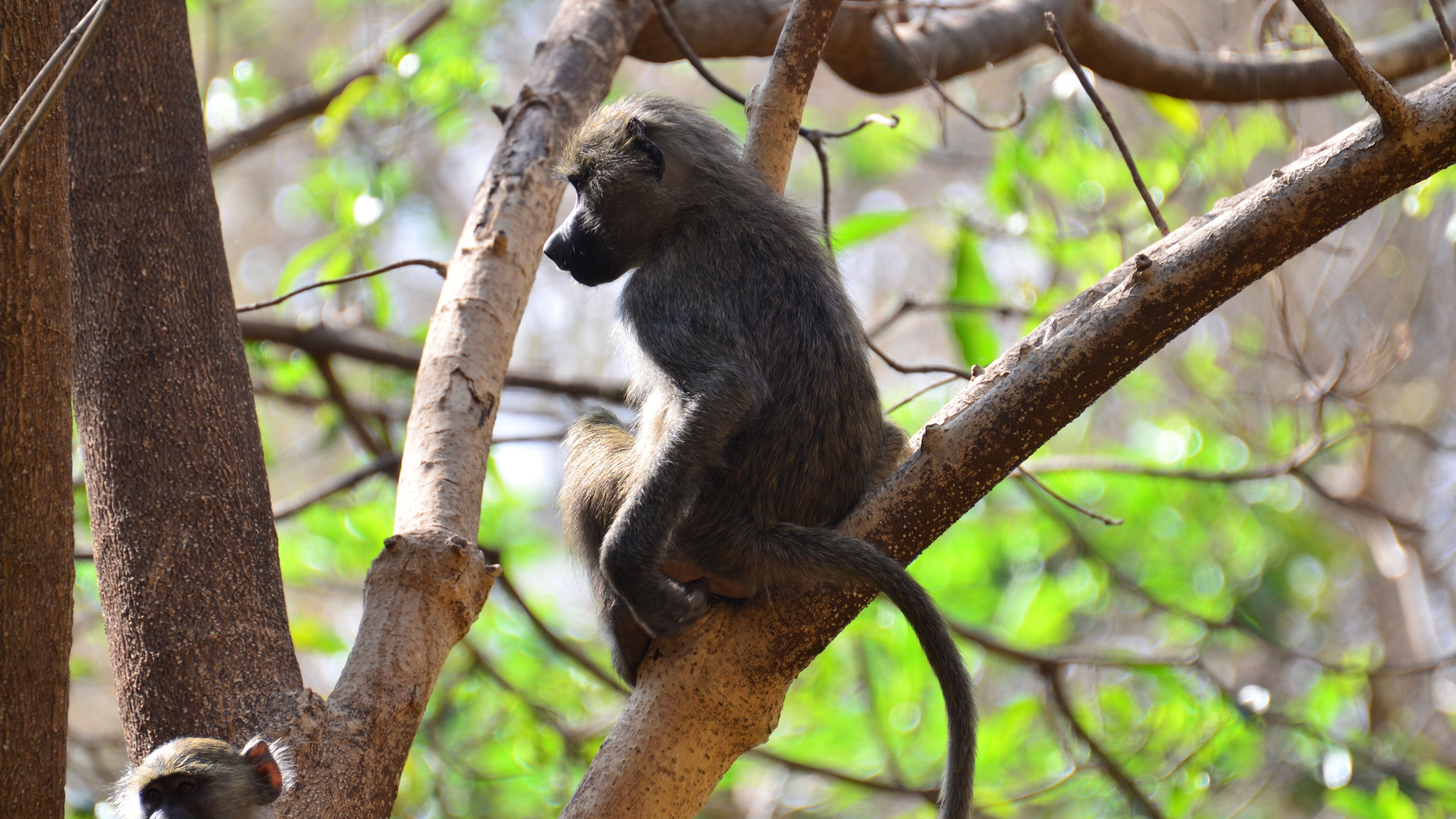 monkey, branch, sitting, 4k, HD Wallpaper