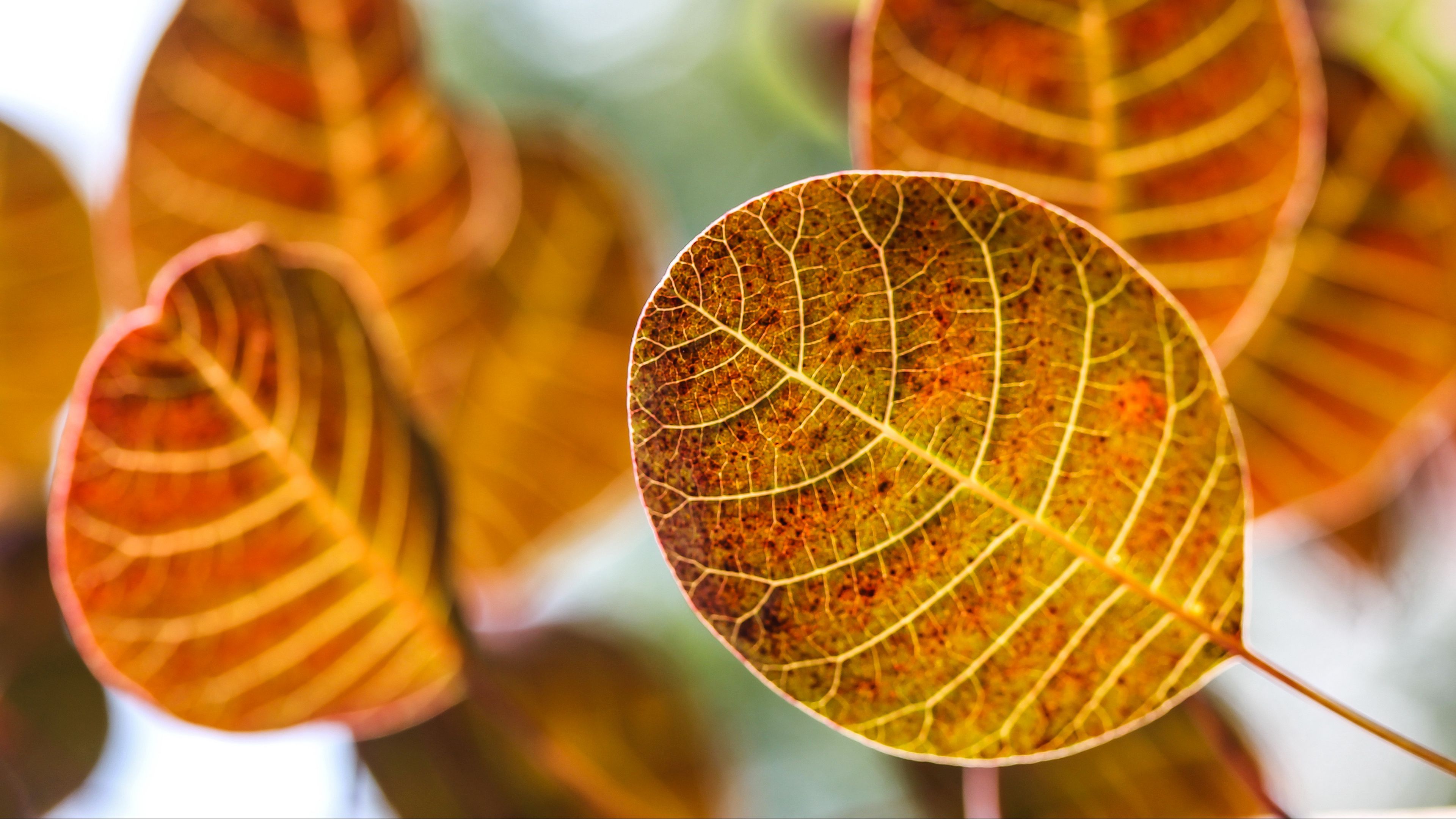 leaves, autumn, blur, 4k, HD Wallpaper