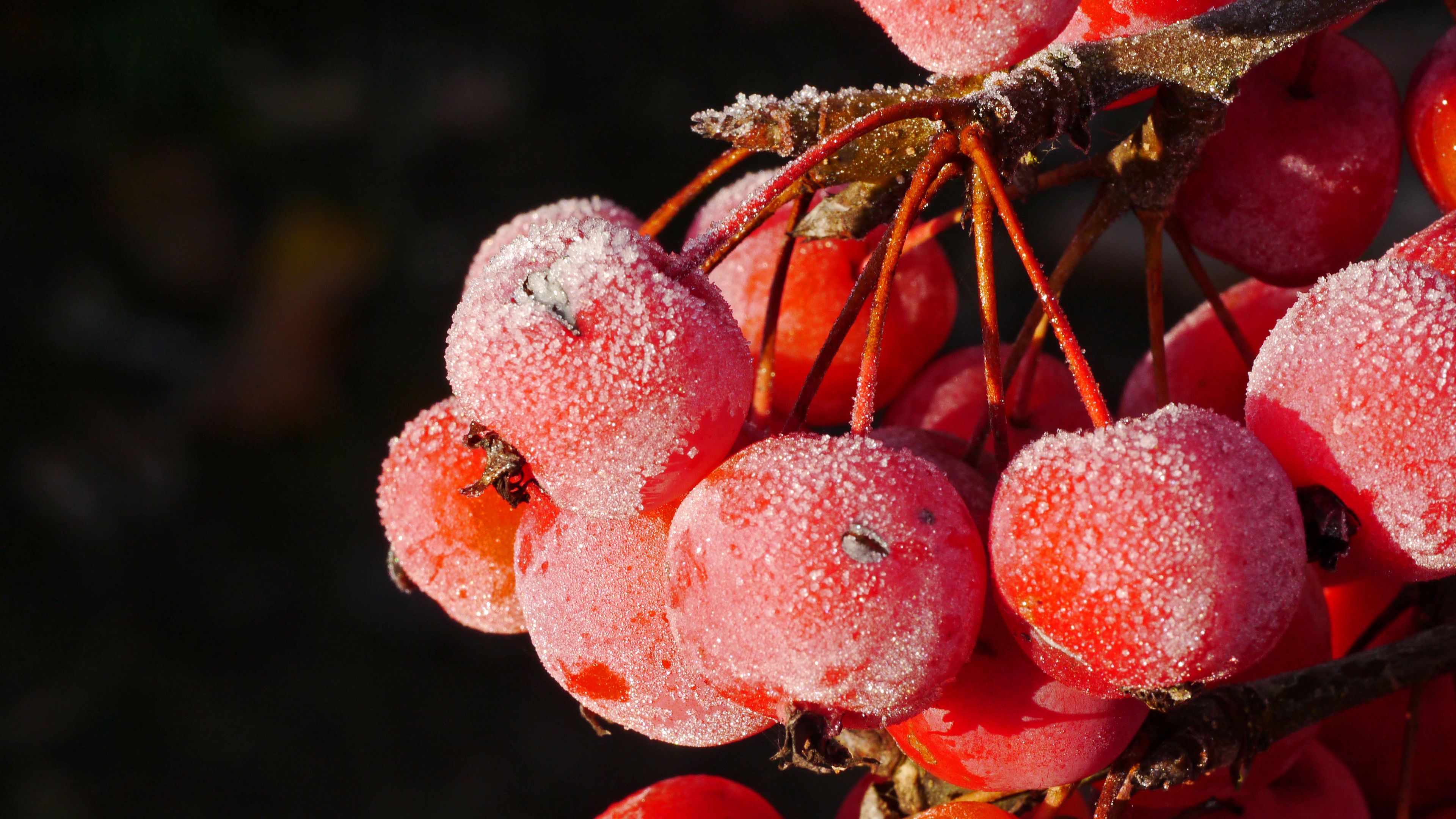 rowan, berries, frost, 4k, HD Wallpaper