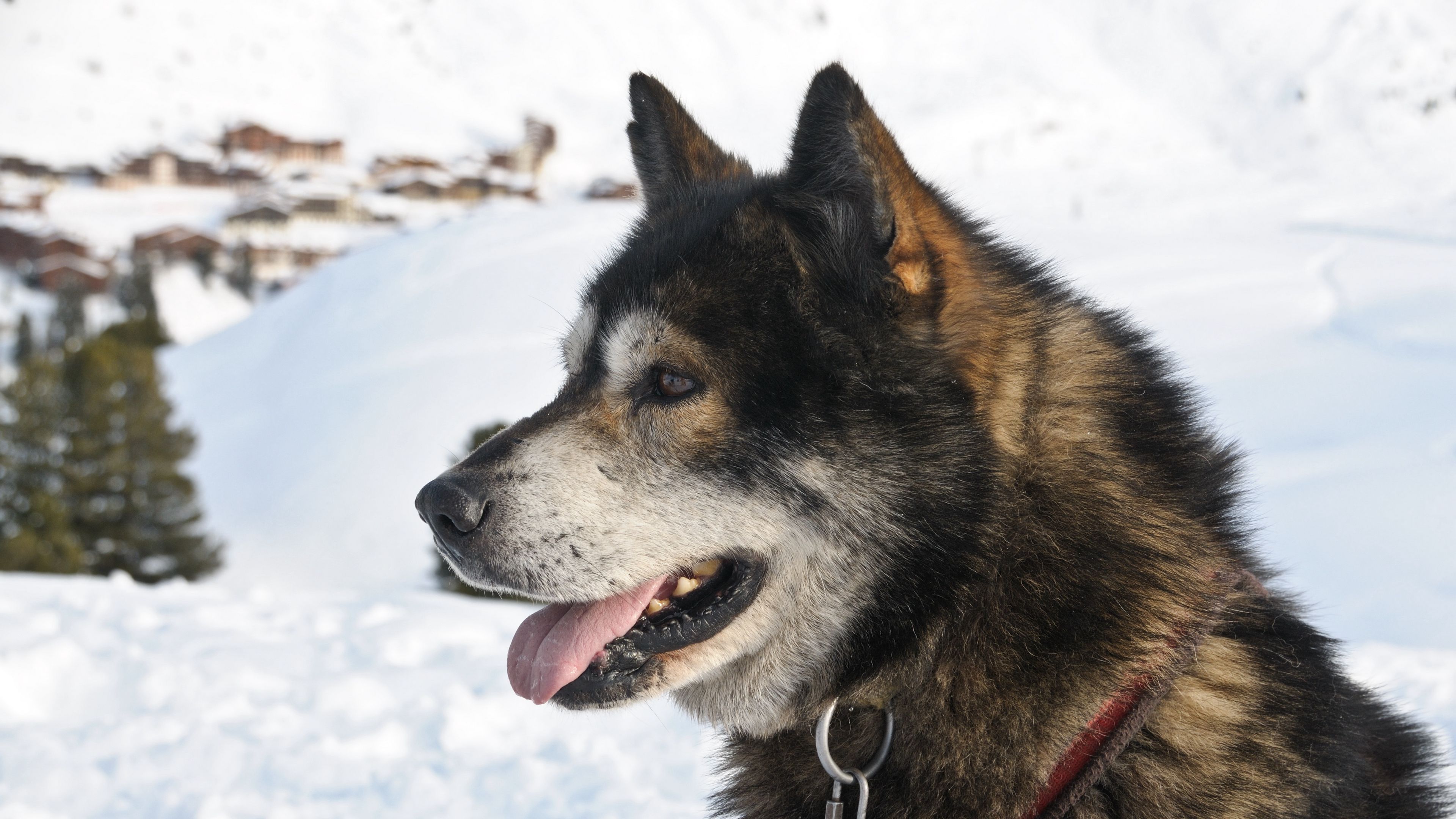 dog, muzzle, winter, snow, 4k, HD Wallpaper