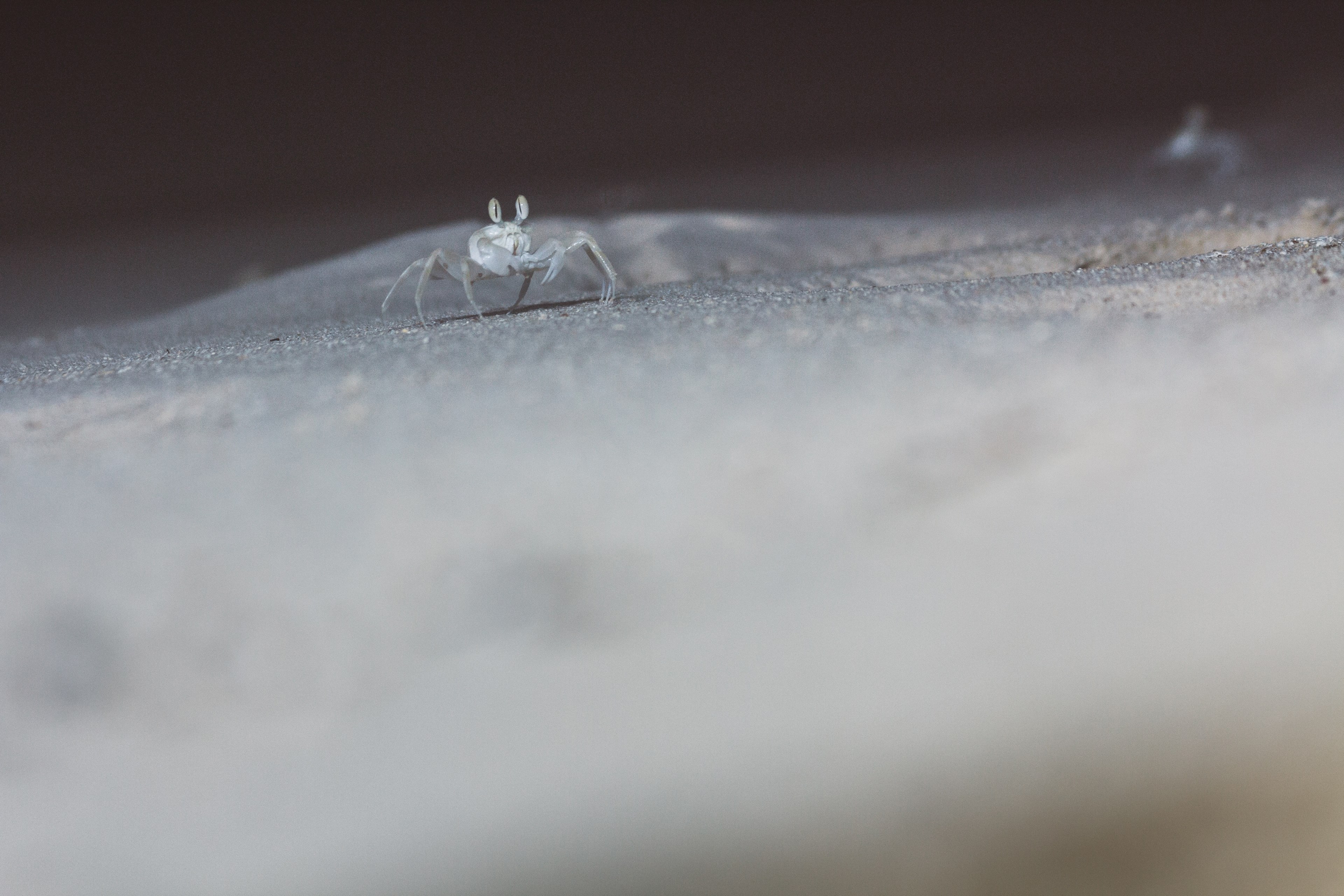 macro nighphotography and crab 4k, HD Wallpaper